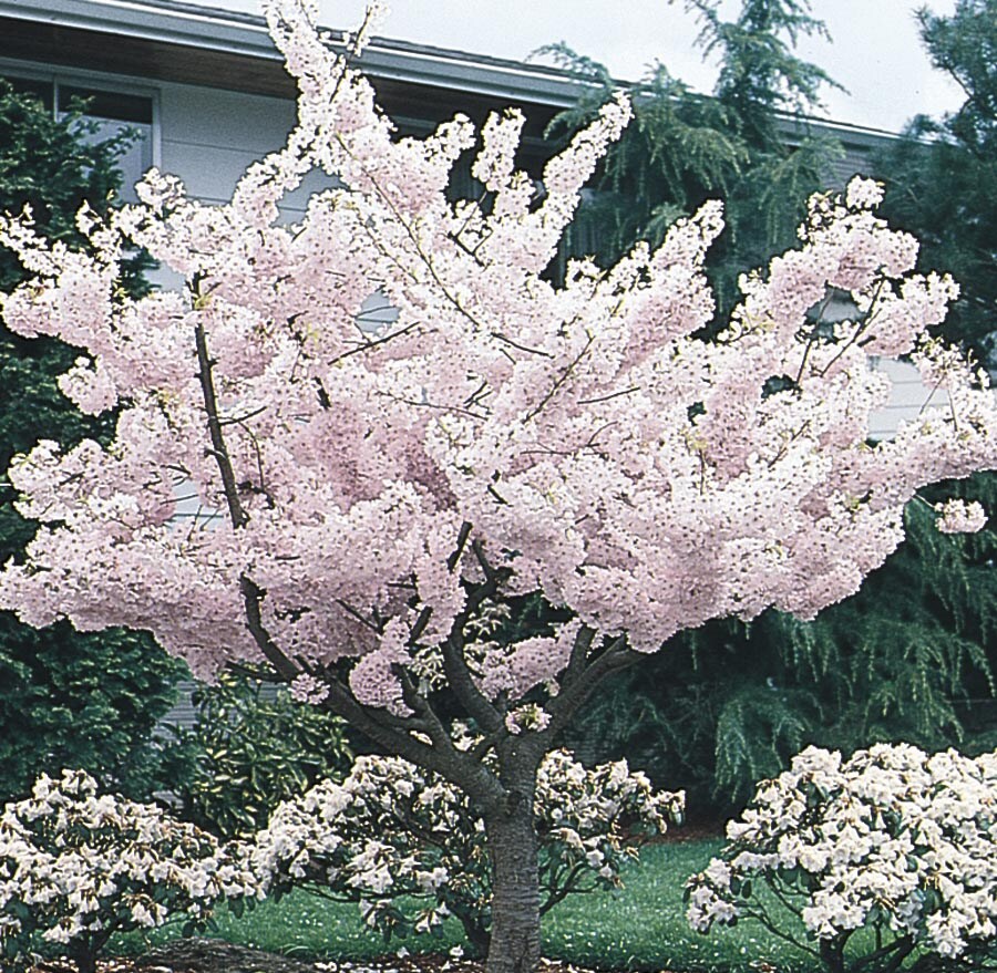 Lowe's PRUYES0205 -Gallon Multicolor Flowering Yoshino Flowering Cherry In pot (with soil)