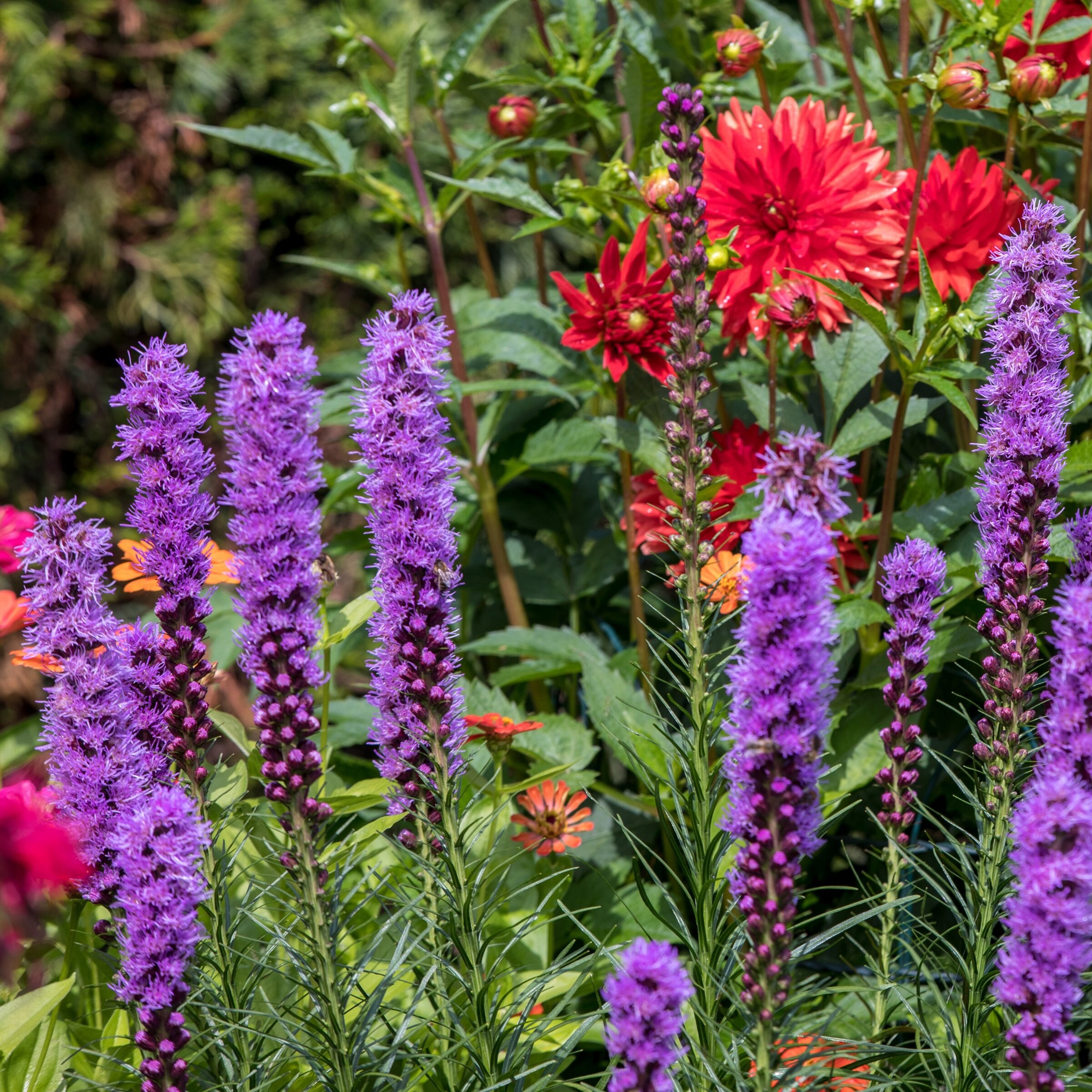 National Plant Network LW1904 perennials - View #4
