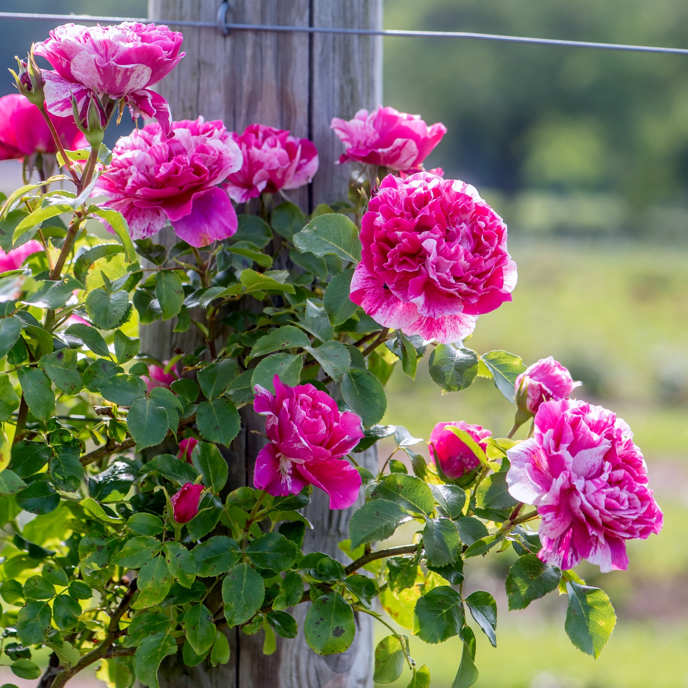 National Plant Network LW1425 roses - View #6