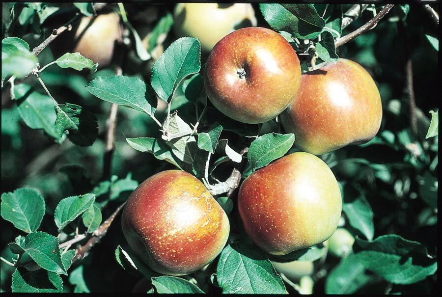 Fuji Apple - 5 Gallon - Tree, Fruit - Fruit Plants