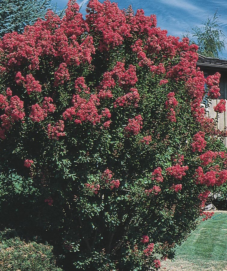  NURSERY 2-Gallon Multicolor Flowering Tree Crape Myrtle In Pot (With Soil)