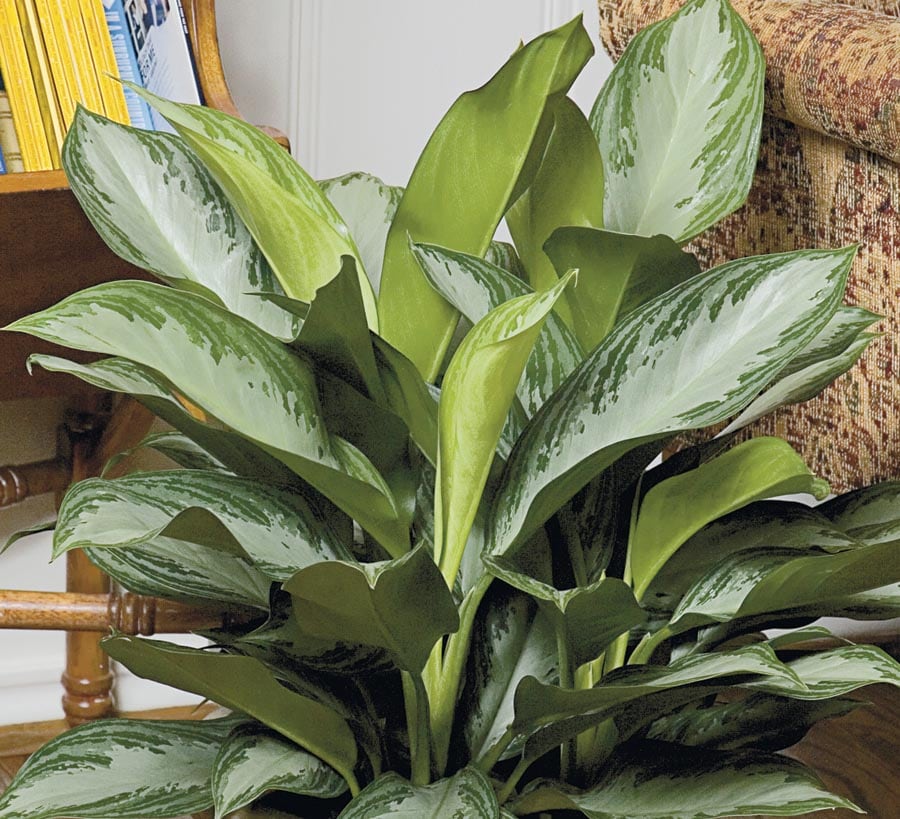 Lowe's Chinese Evergreen House Plant in 1.4Quart Pot in the House