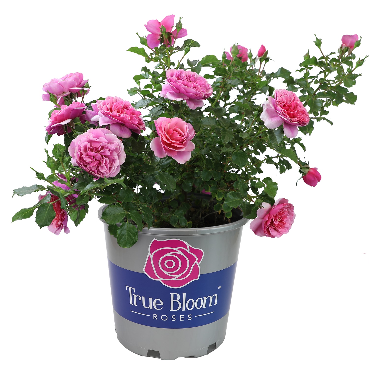 Altman Plants Roses at Lowes.com