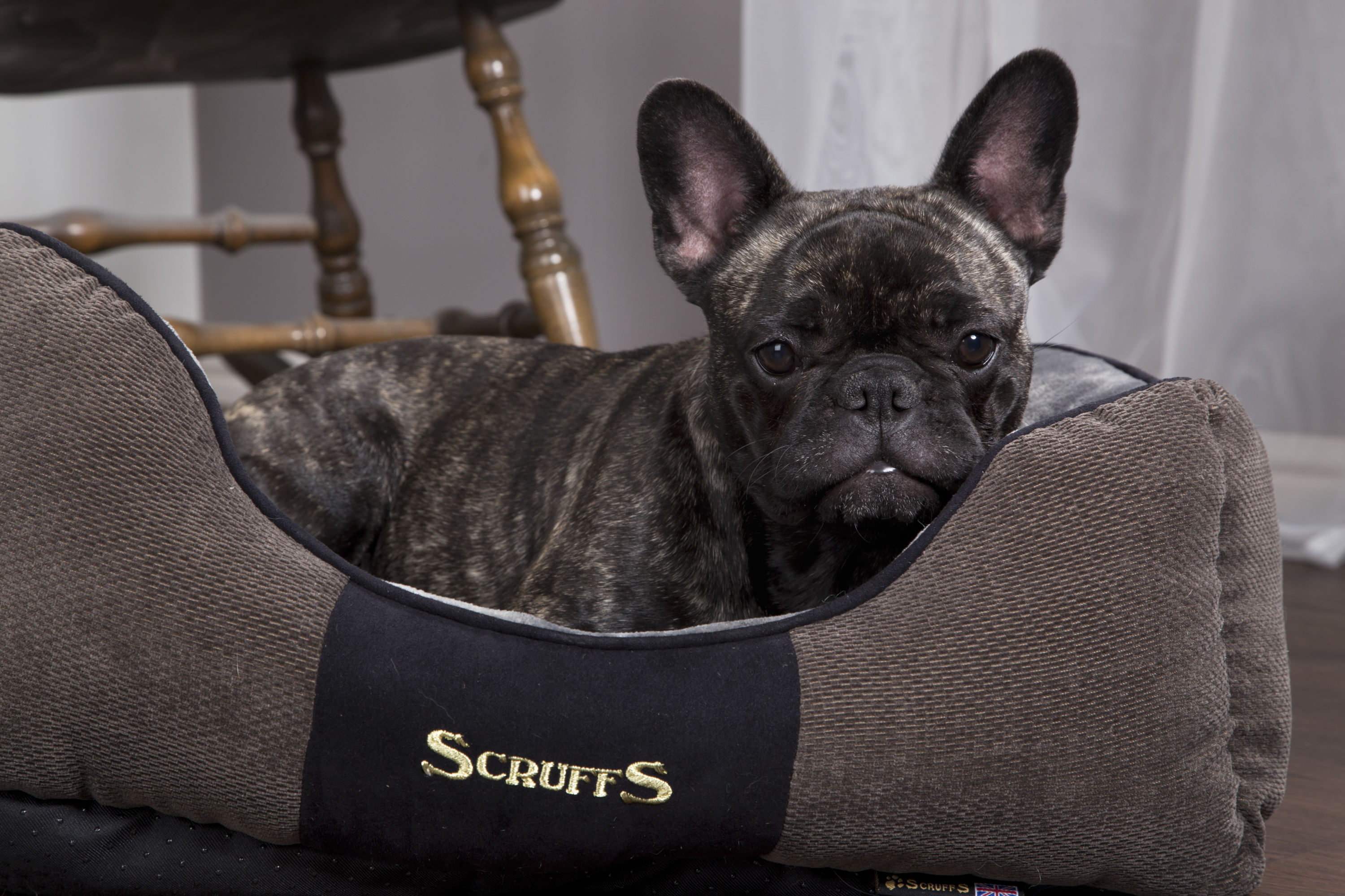 Scruffs BEDRCD931940 Rectangular Graphite Gray Polyester Bolster Dog Bed (Small)