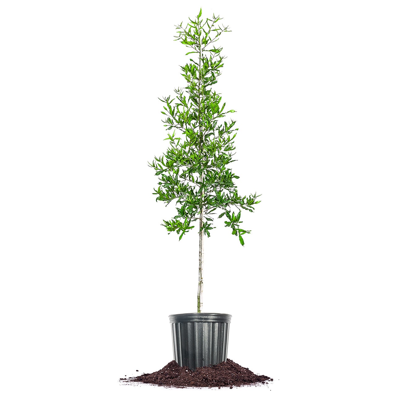 Perfect Plants LOWILLOWOAK3G 3 -Gallon Shade Willow Oak In pot (with soil)