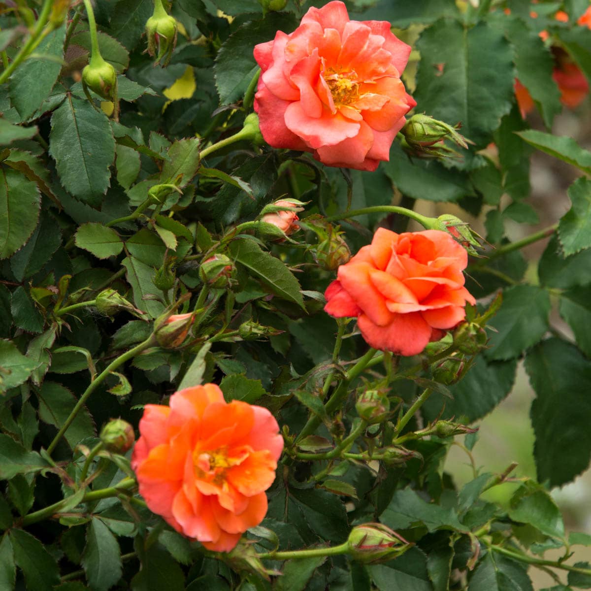 Spring Hill Nurseries 93598 roses - View #2
