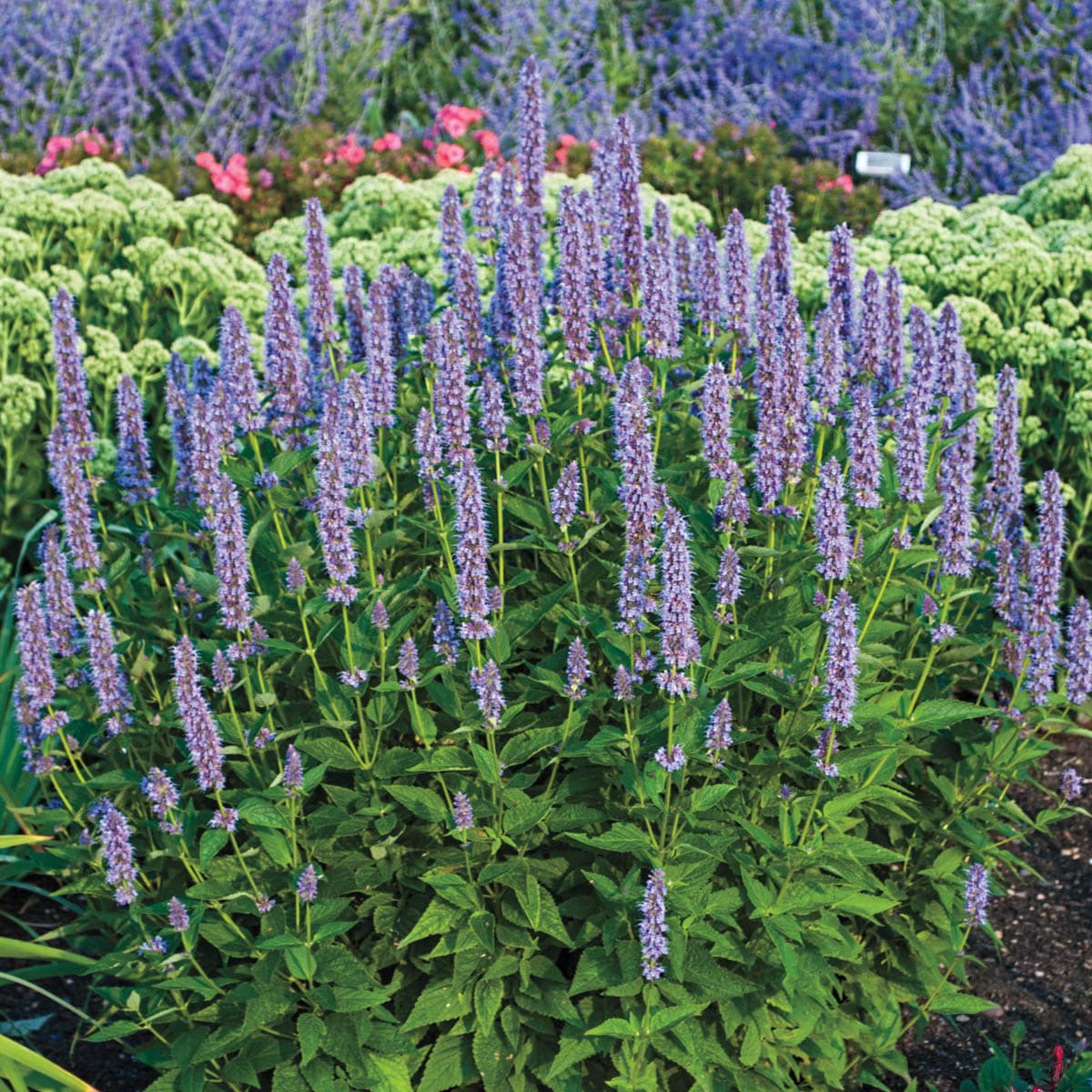Direct Gardening 98202 perennials - View #2