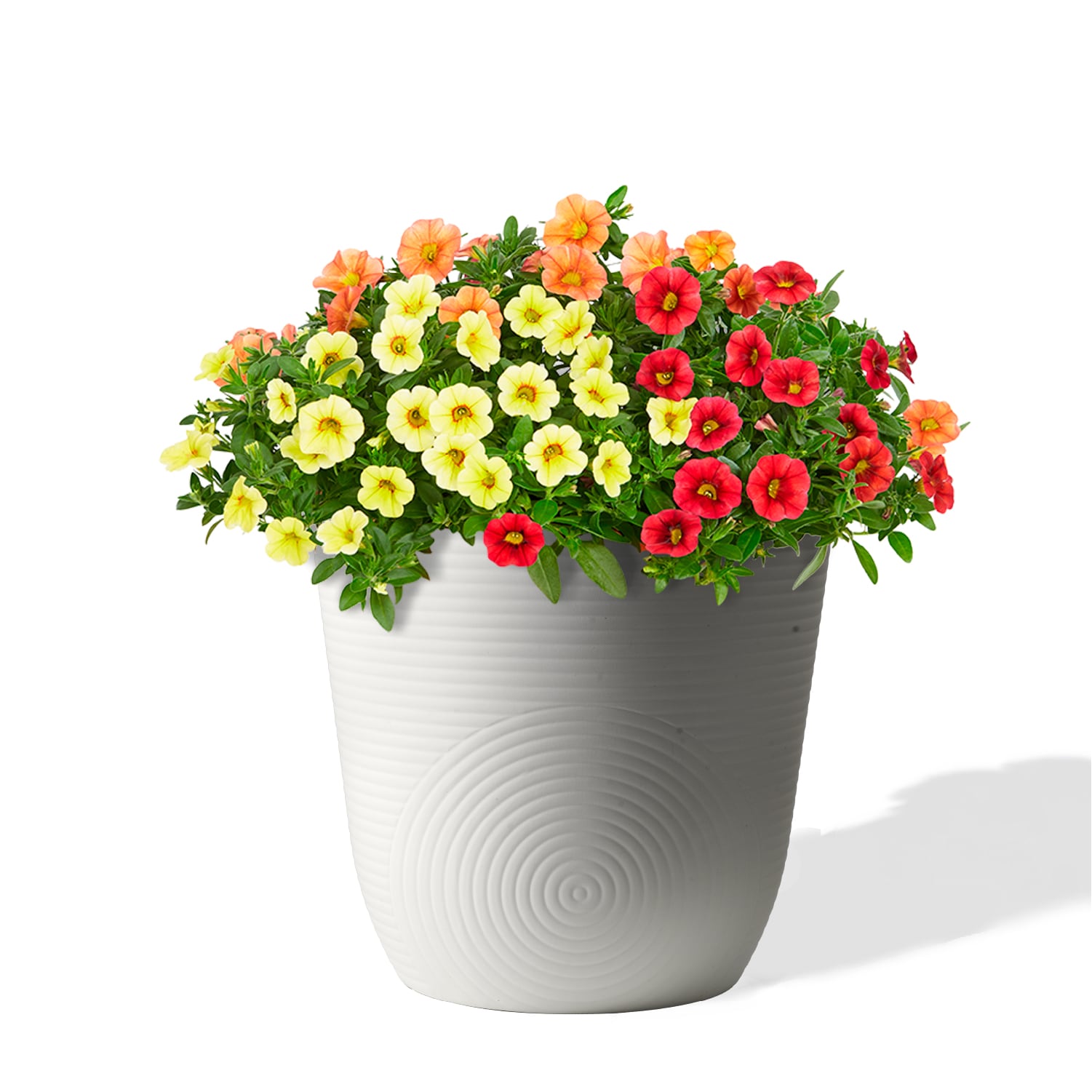 Ready Refill RT1959M-IVORY Planter-Window-Box - View #3