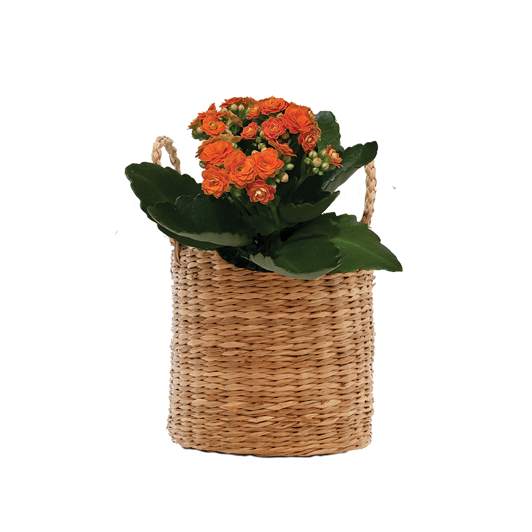 LiveTrends 4INBLOOM Mixed 4 IN Bloom House plant in 12 Ounce(s) Pot 1 -Pack