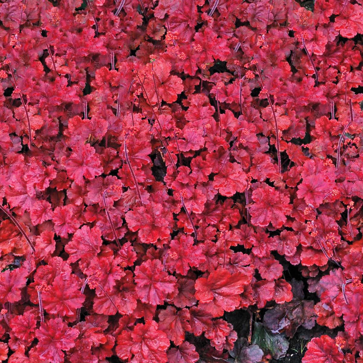 Breck's 90344 perennials - View #3