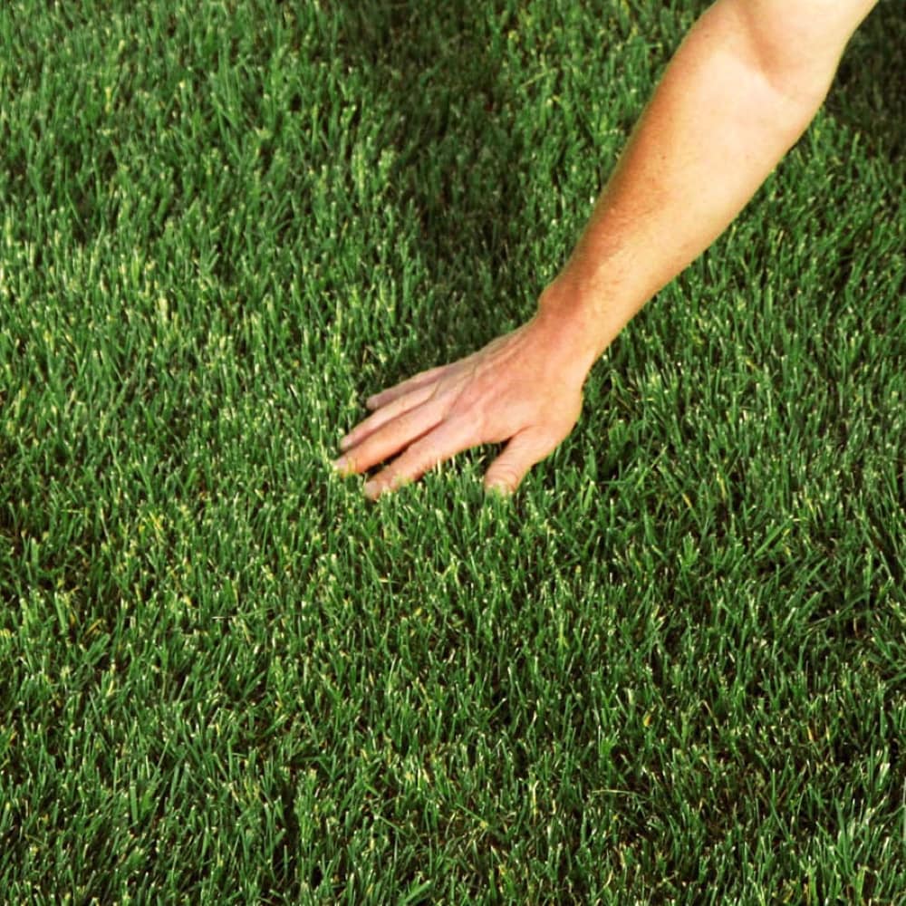 EZ Straw 11-lbs. Organic Natural Ryegrass Lawn Repair Mix EZ Straw 11-lbs. Organic Natural Ryegrass Lawn Repair Mix