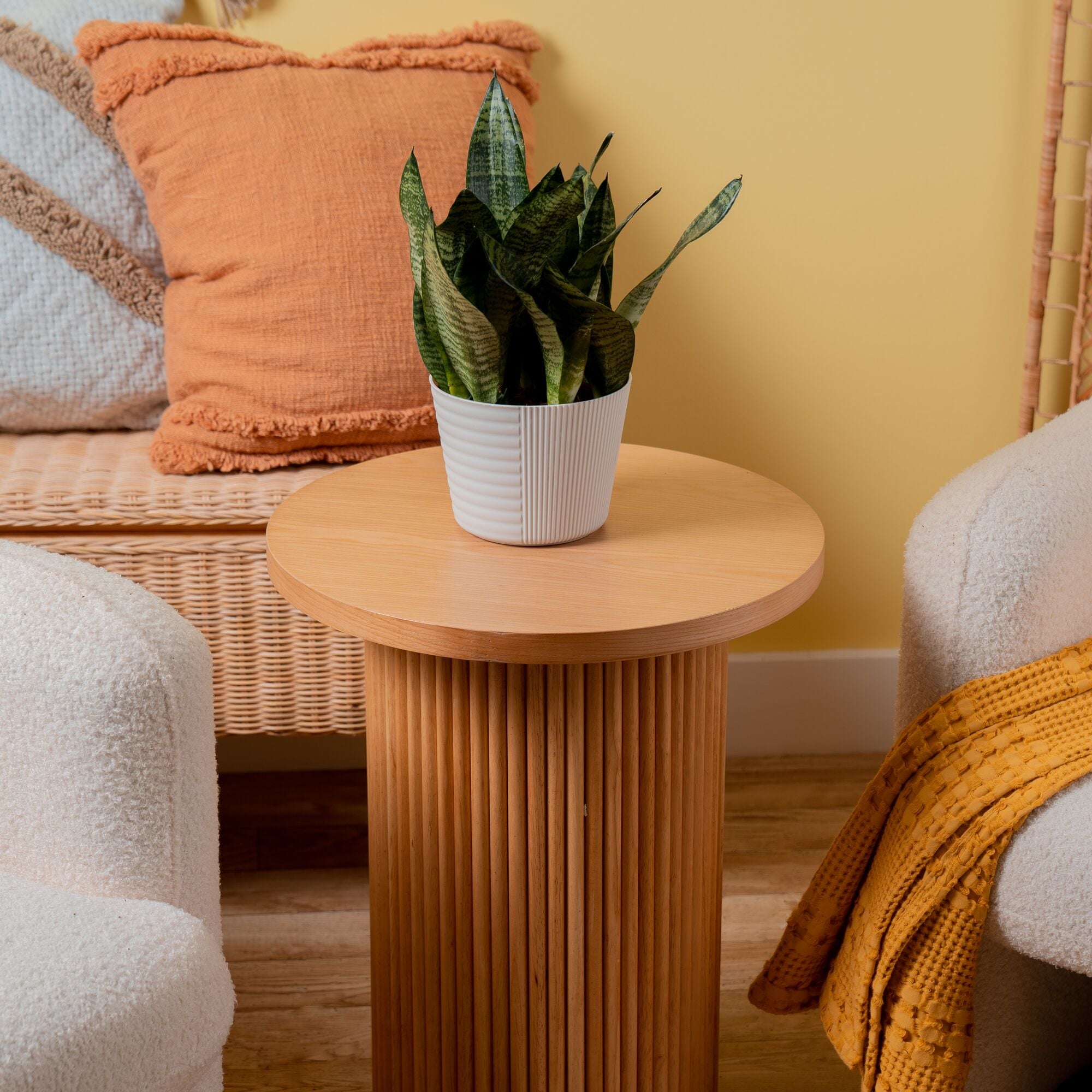 Costa Farms M-SZV-S-BEI-01-LW hseplants - View #2