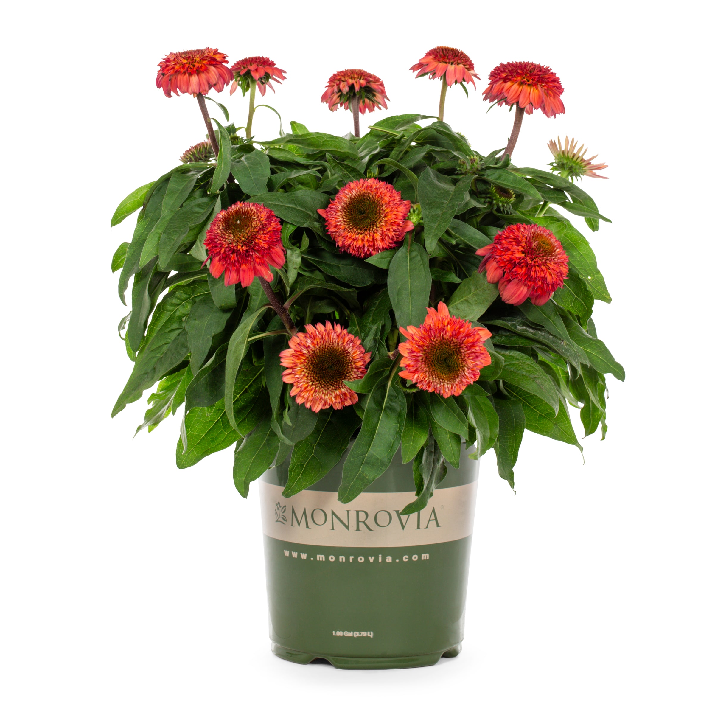 Monrovia 906867 Red Double Scoop Strawberry Deluxe Coneflower Plant in 2 -Quart Pot 1 -Pack