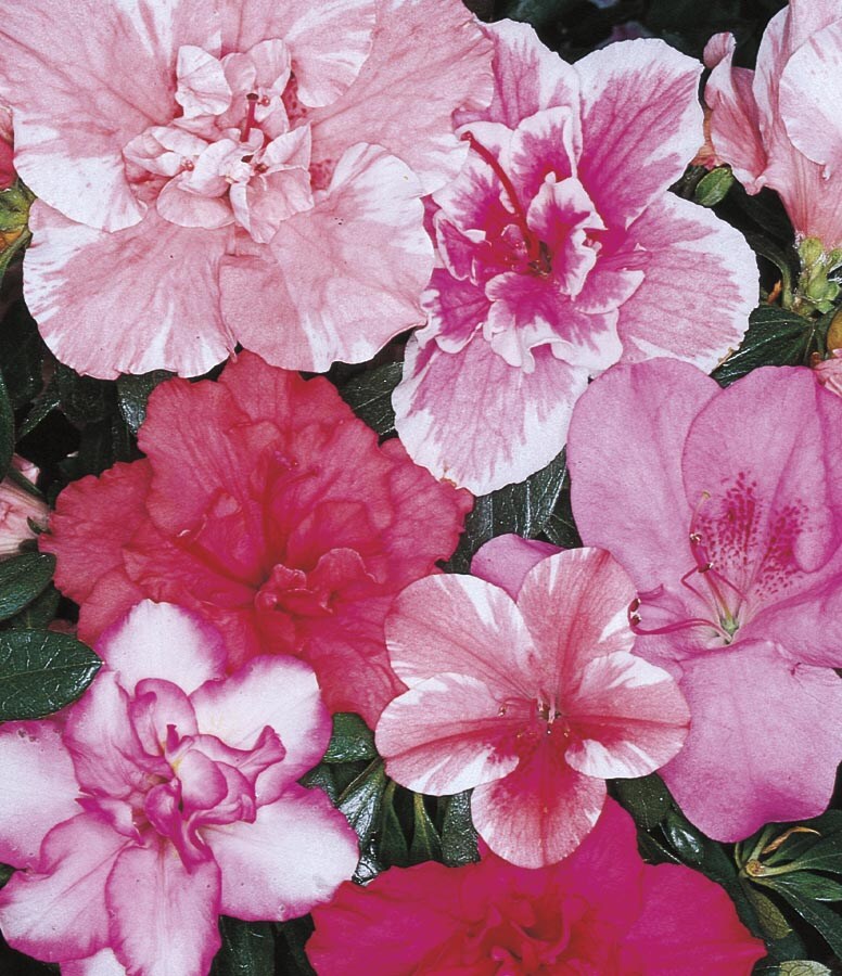 Lowe's NURSERY 1.40-QT AZALEA FLORIST