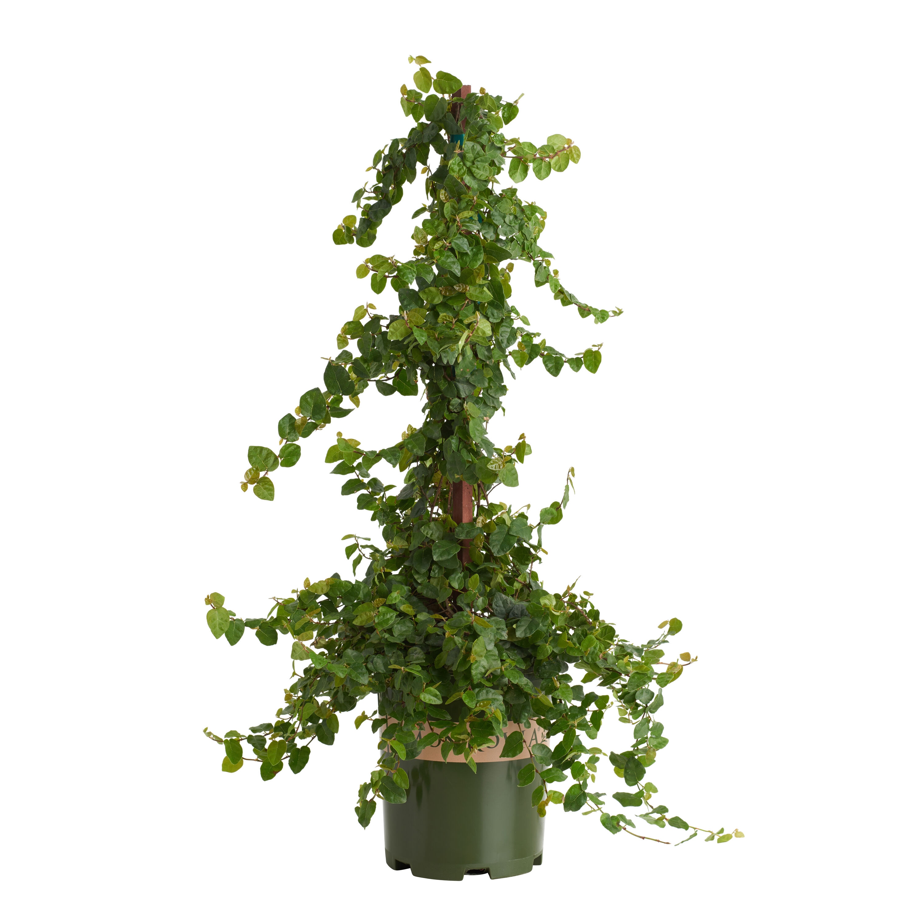 Monrovia 036851 Creeping Fig Accent Shrub in 2.6 -Quart Pot