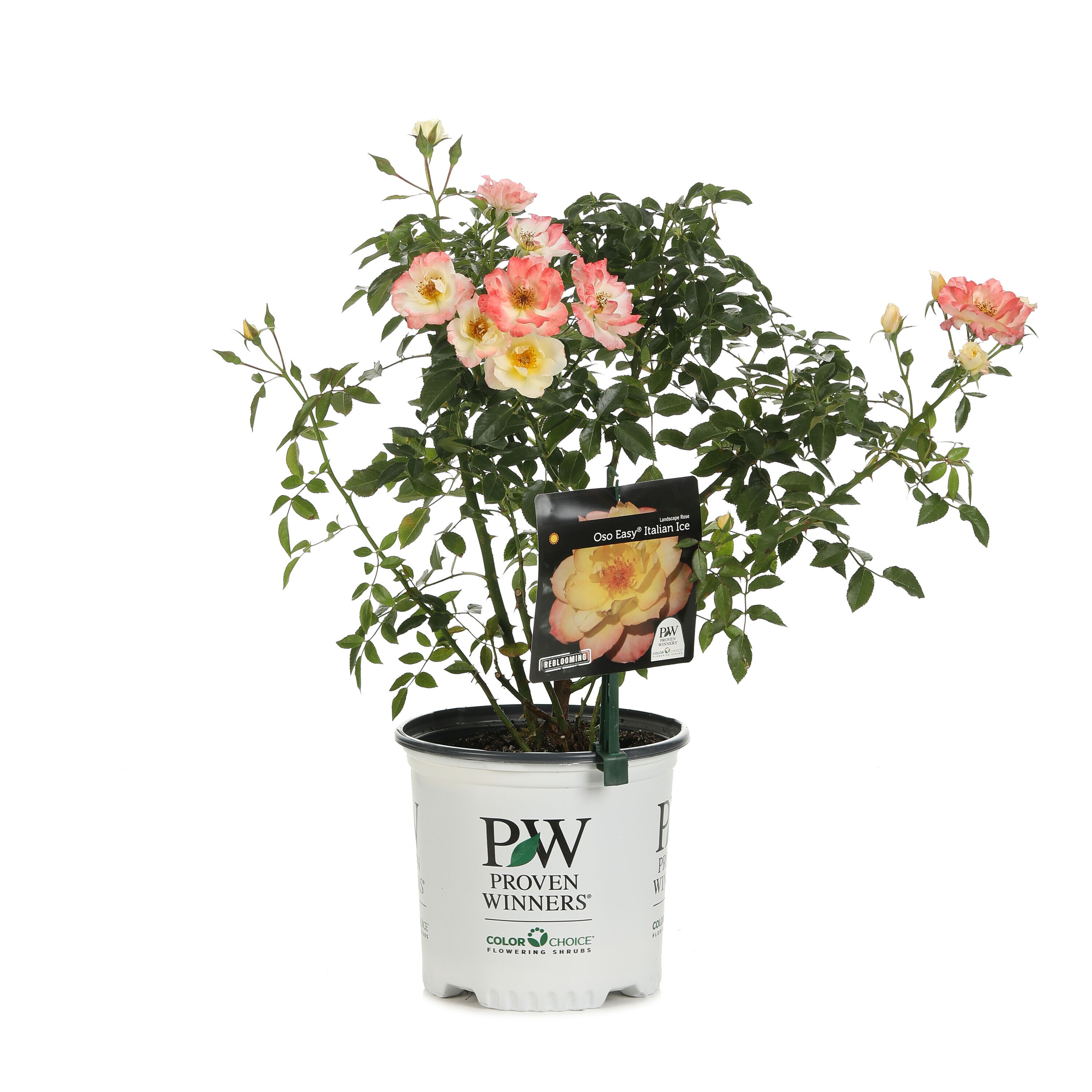 Proven Winners ROSPRC1086101 shrubs - View #2