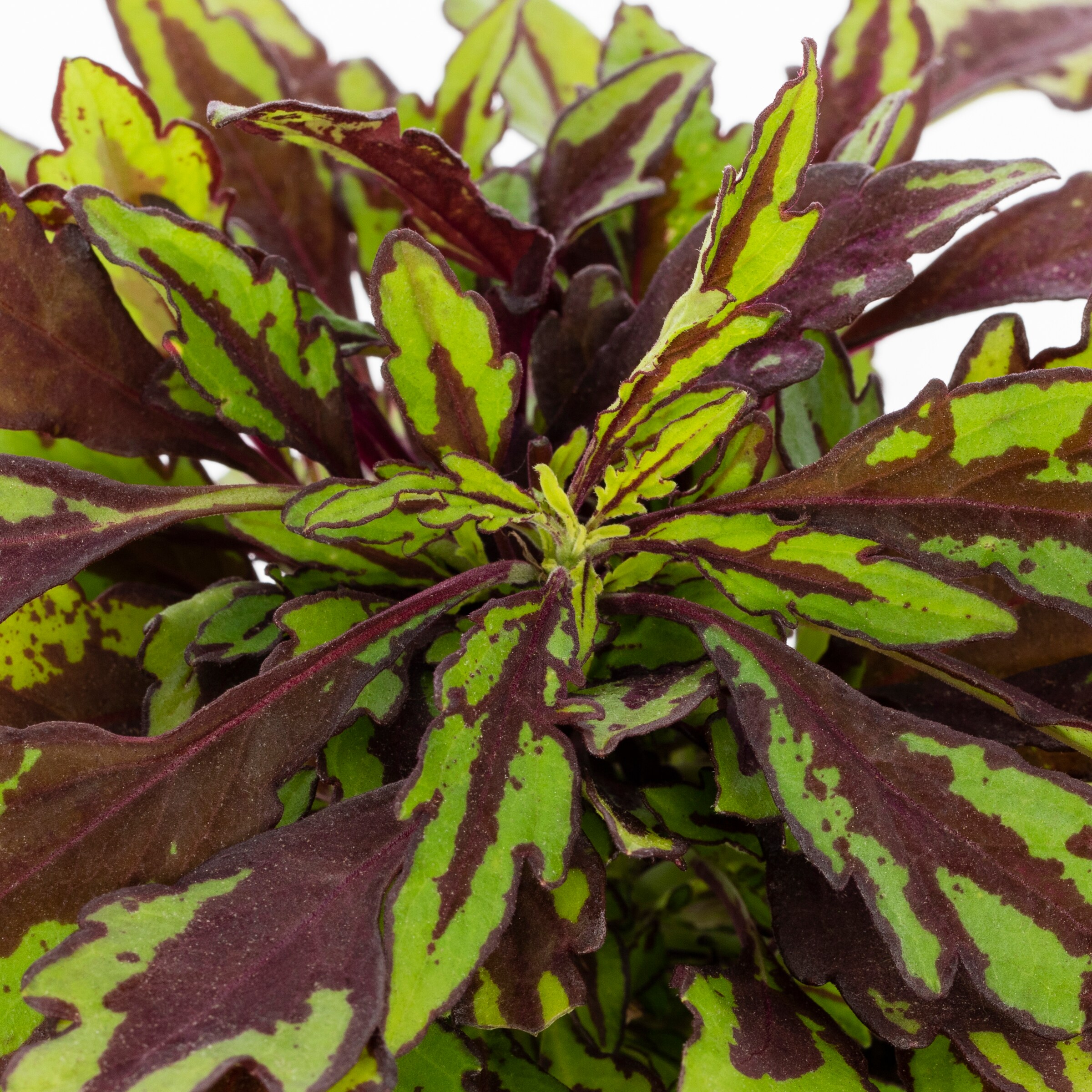 Lowe's 2671058 annuals - View #2