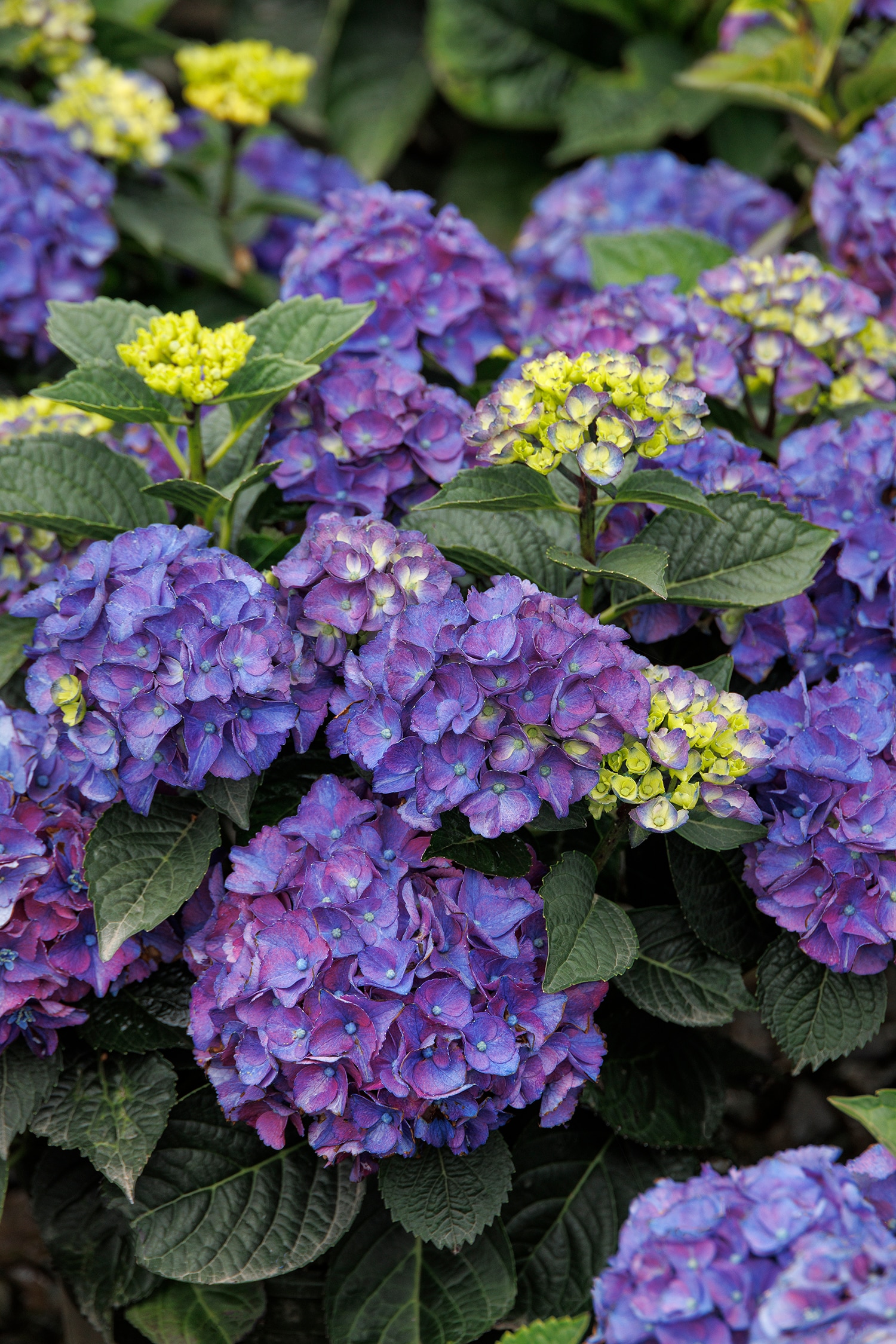 Monrovia Purple Seaside Serenade Newport Hydrangea Flowering Shrub in 2 ...