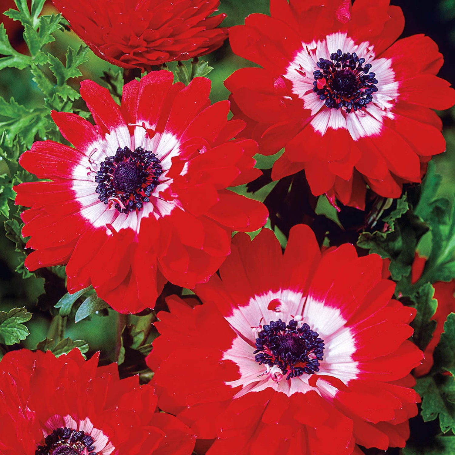 Breck's 90144 perennials - View #2