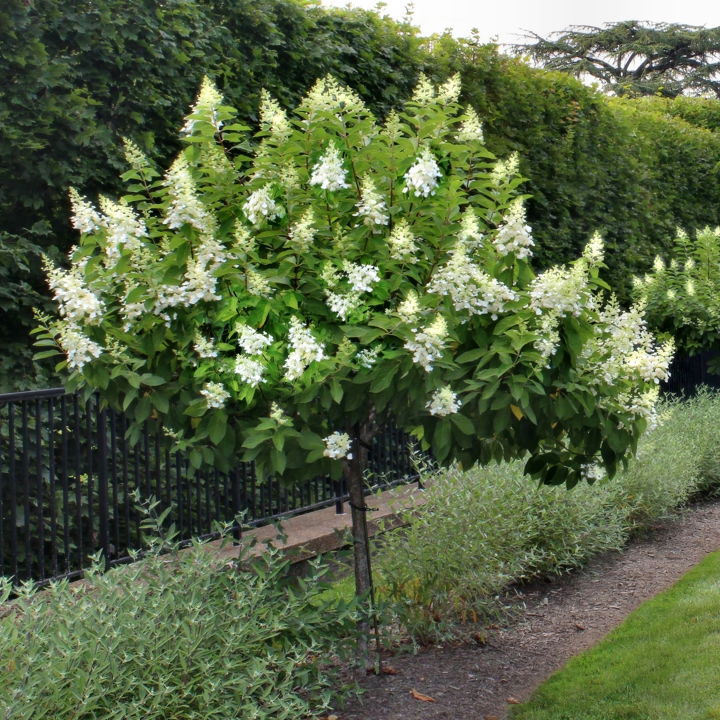 National Plant Network LW1552 trees - View #4