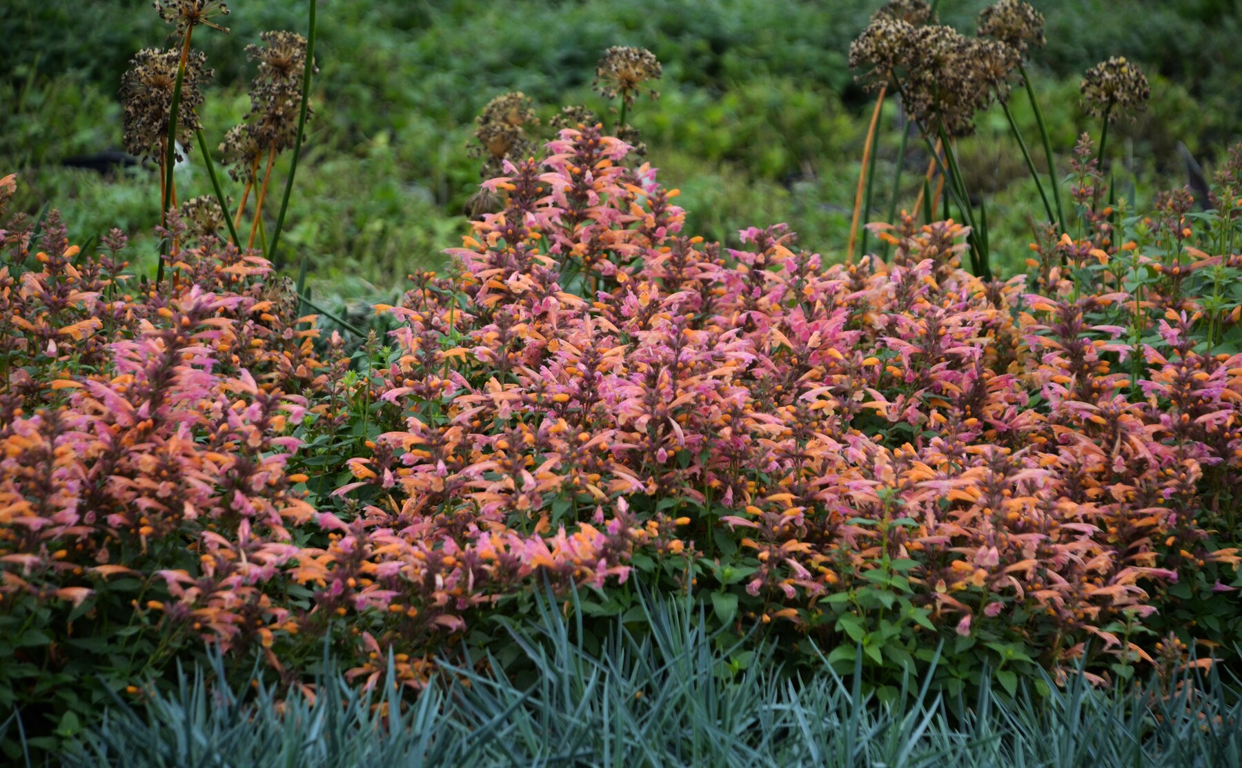 National Plant Network LW1514 perennials - View #5