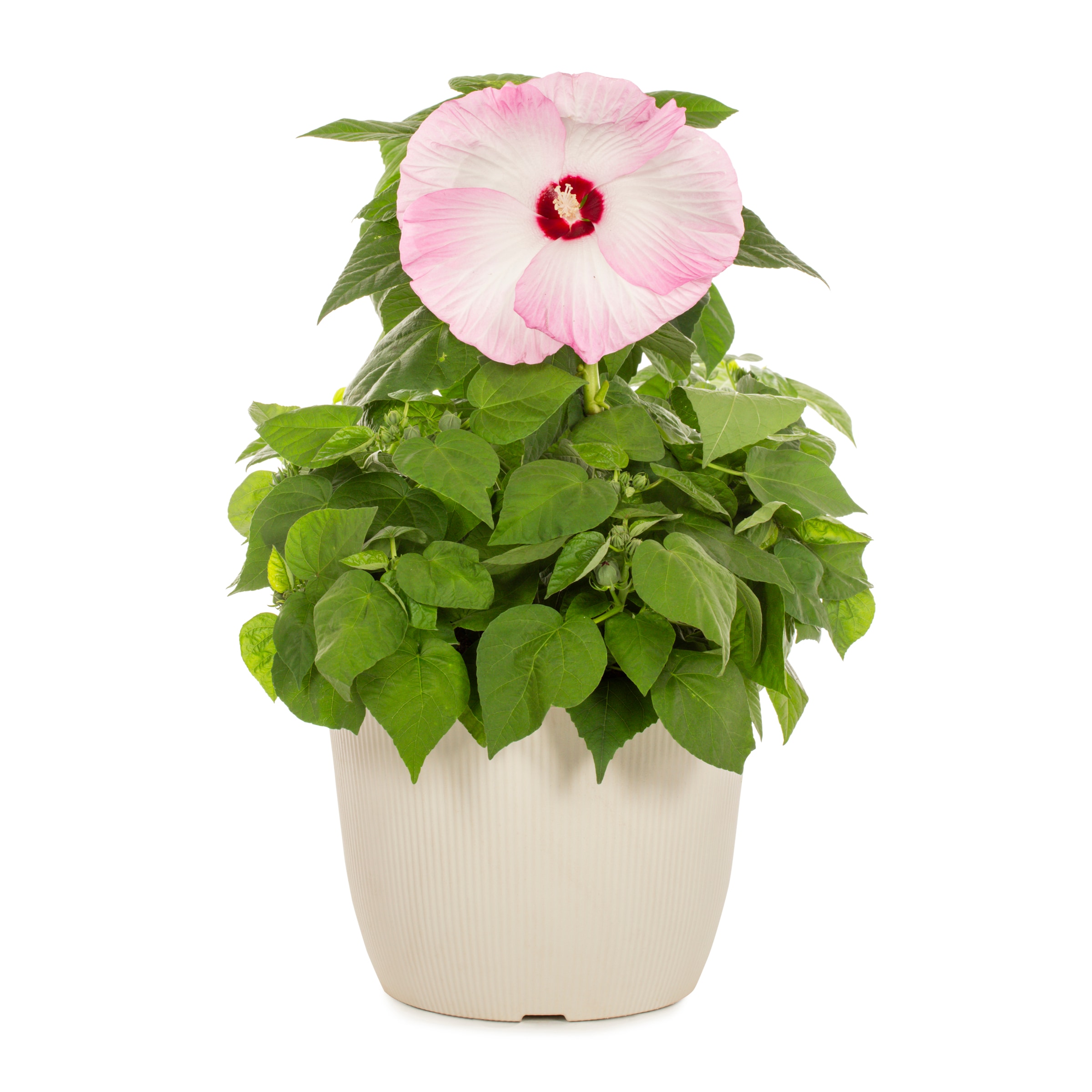 Metrolina Greenhouses 4928 Pink Hibiscus Plant in 1.75 -Gallon Planter 1.0 -Pack