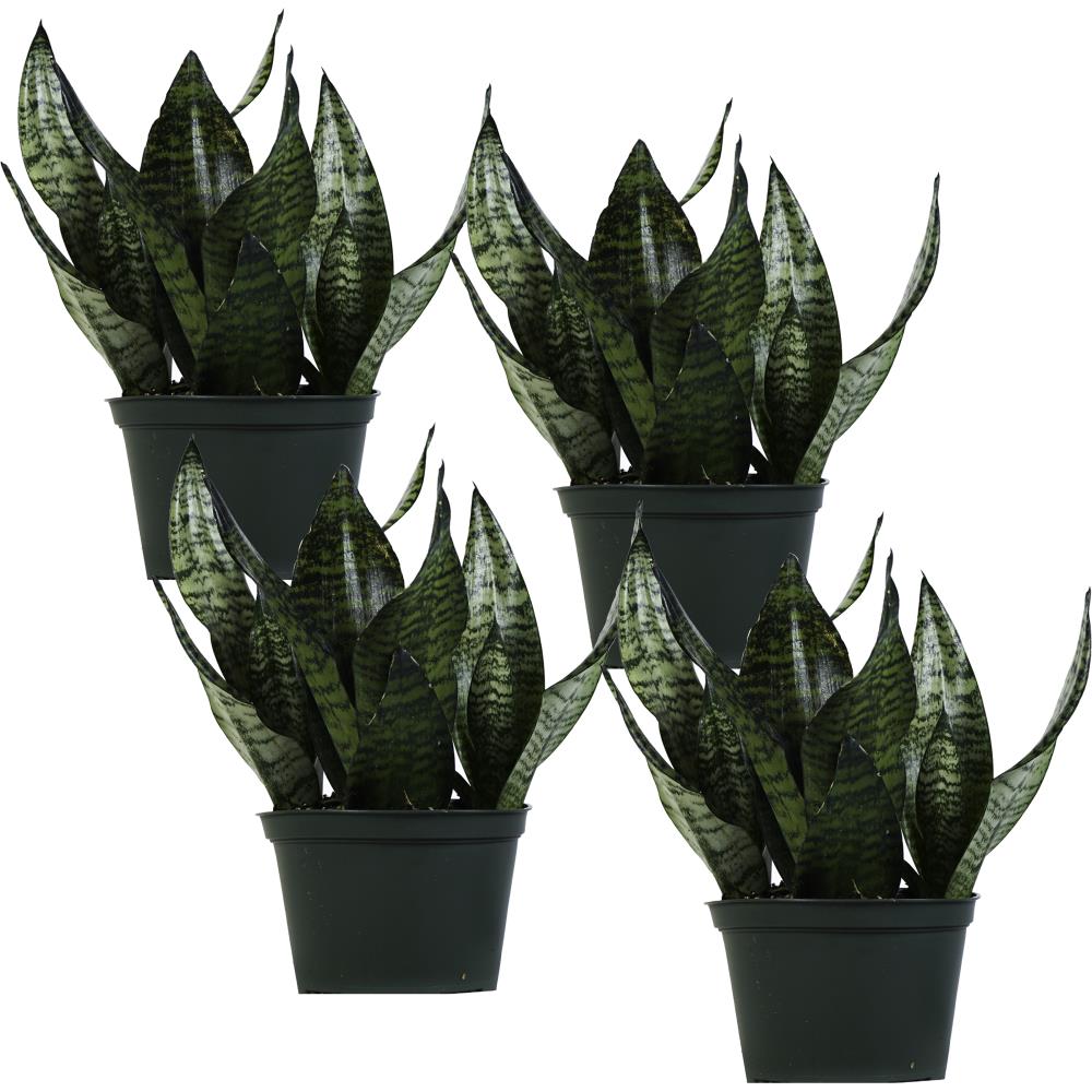 6in 4Pack Snake Plant in Plastic in