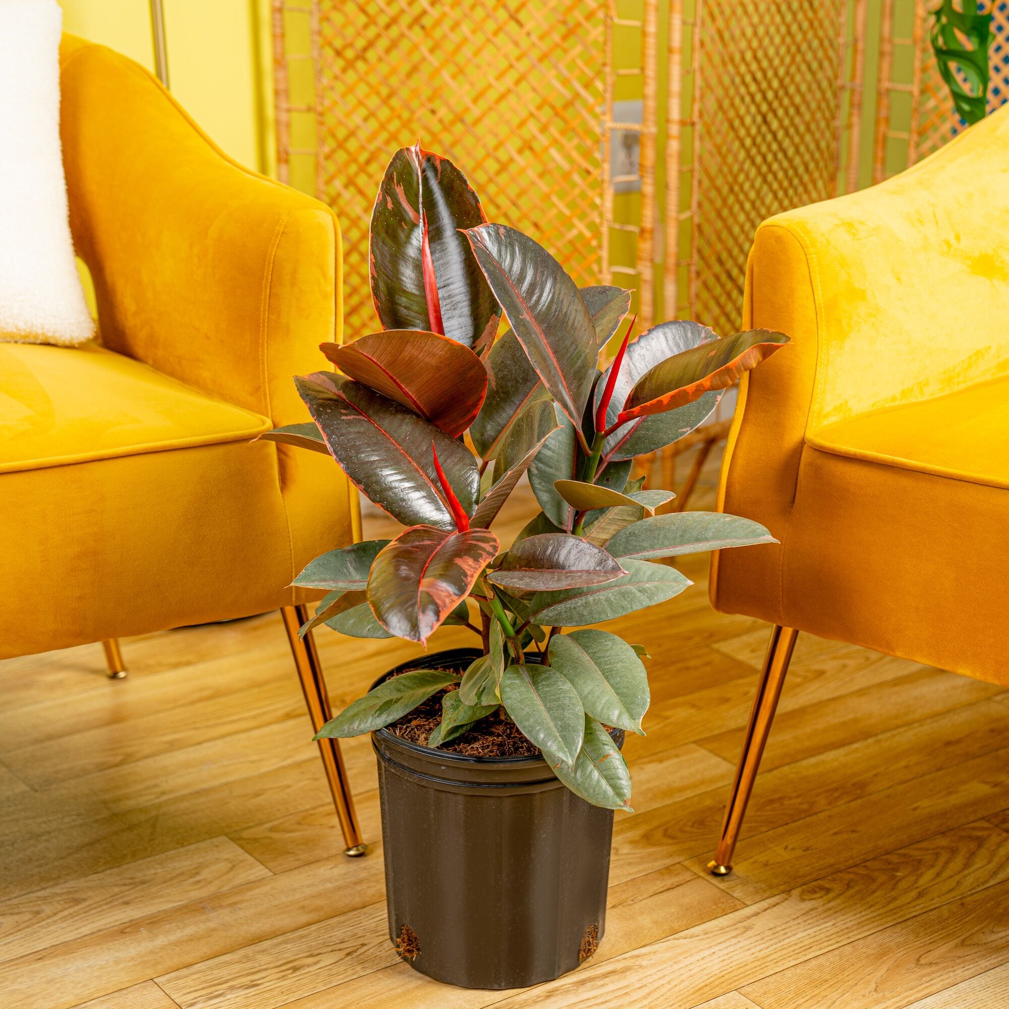 Costa Farms 7950230 hseplants - View #3