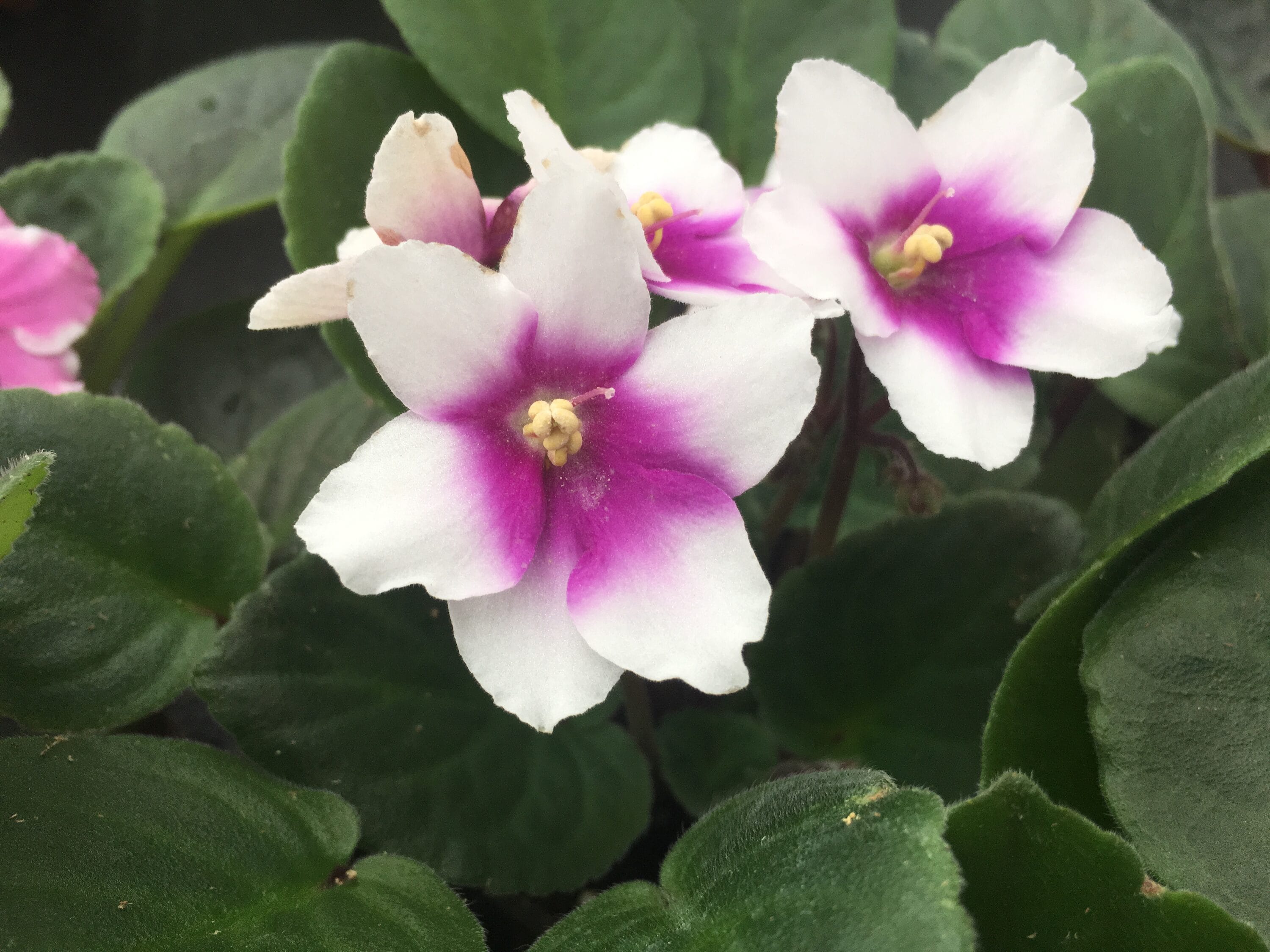 Optimara 4INAF4PACK hseplants - View #4