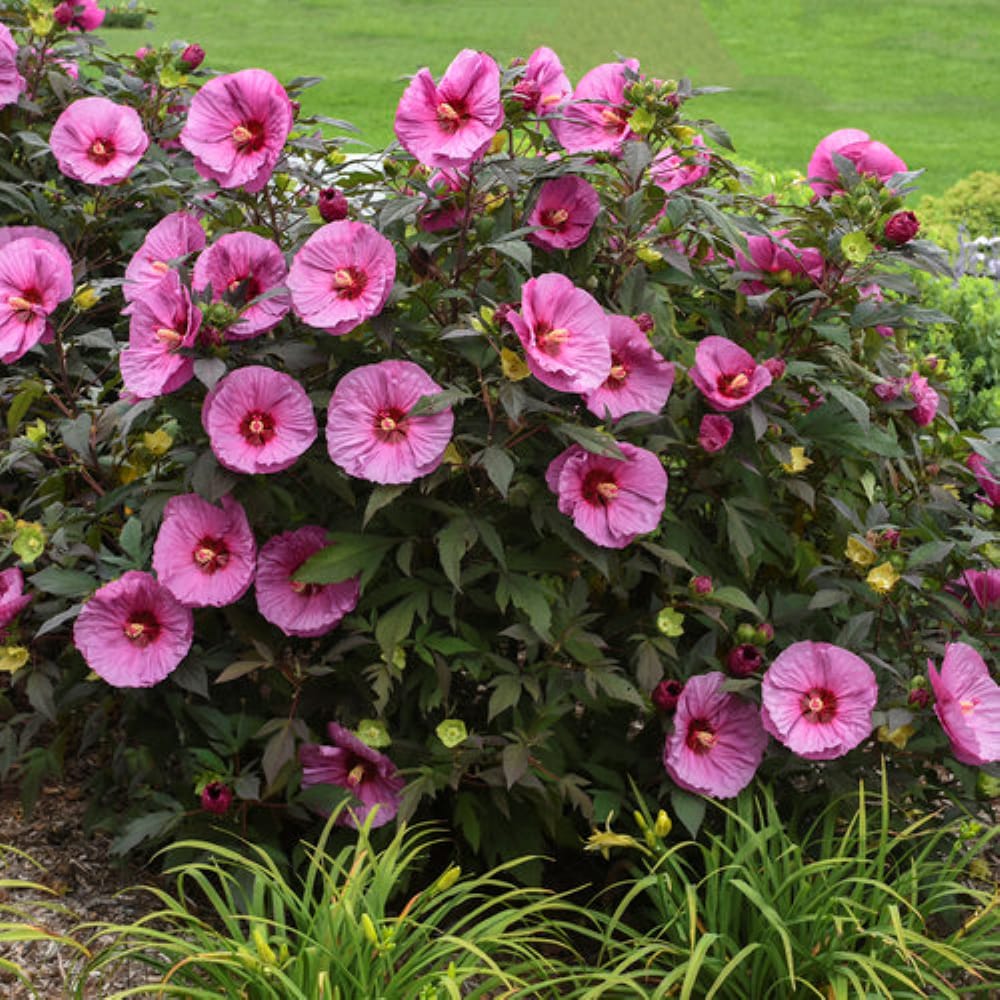 Ready Refill NURSERY annuals - View #3