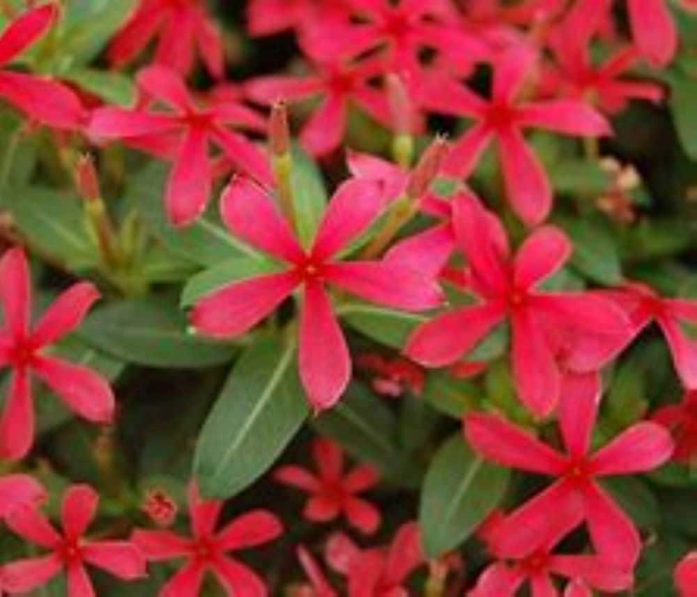 Lowe's NURSERY annuals - View #3