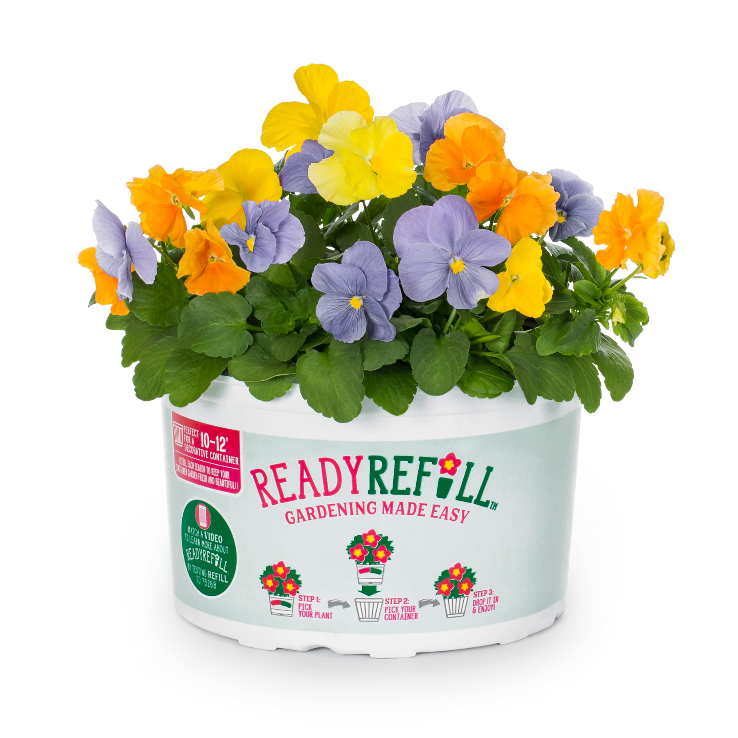 Ready Refill NURSERY Multicolor Casablanca in 1.5-Gallon Pot