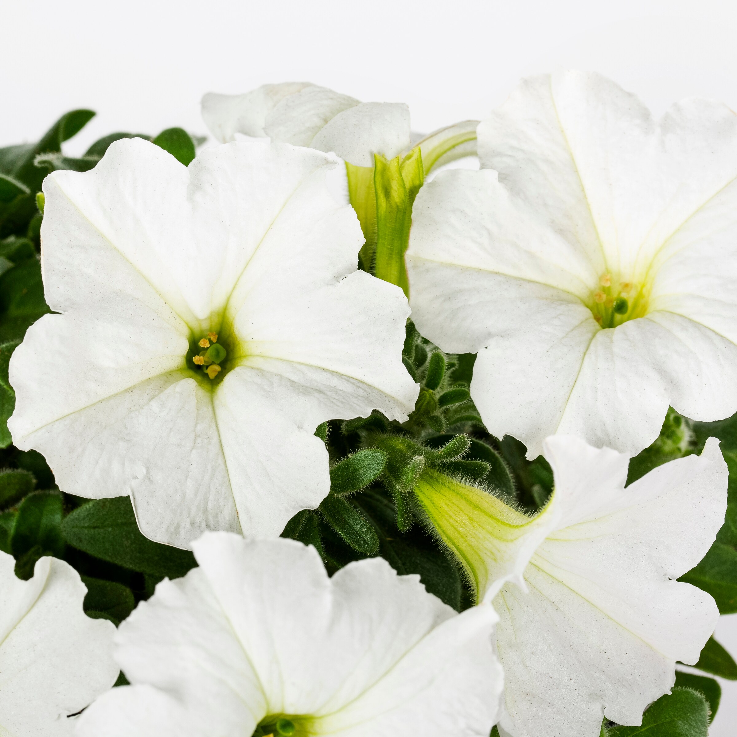 Lowe's 922705 annuals - View #6