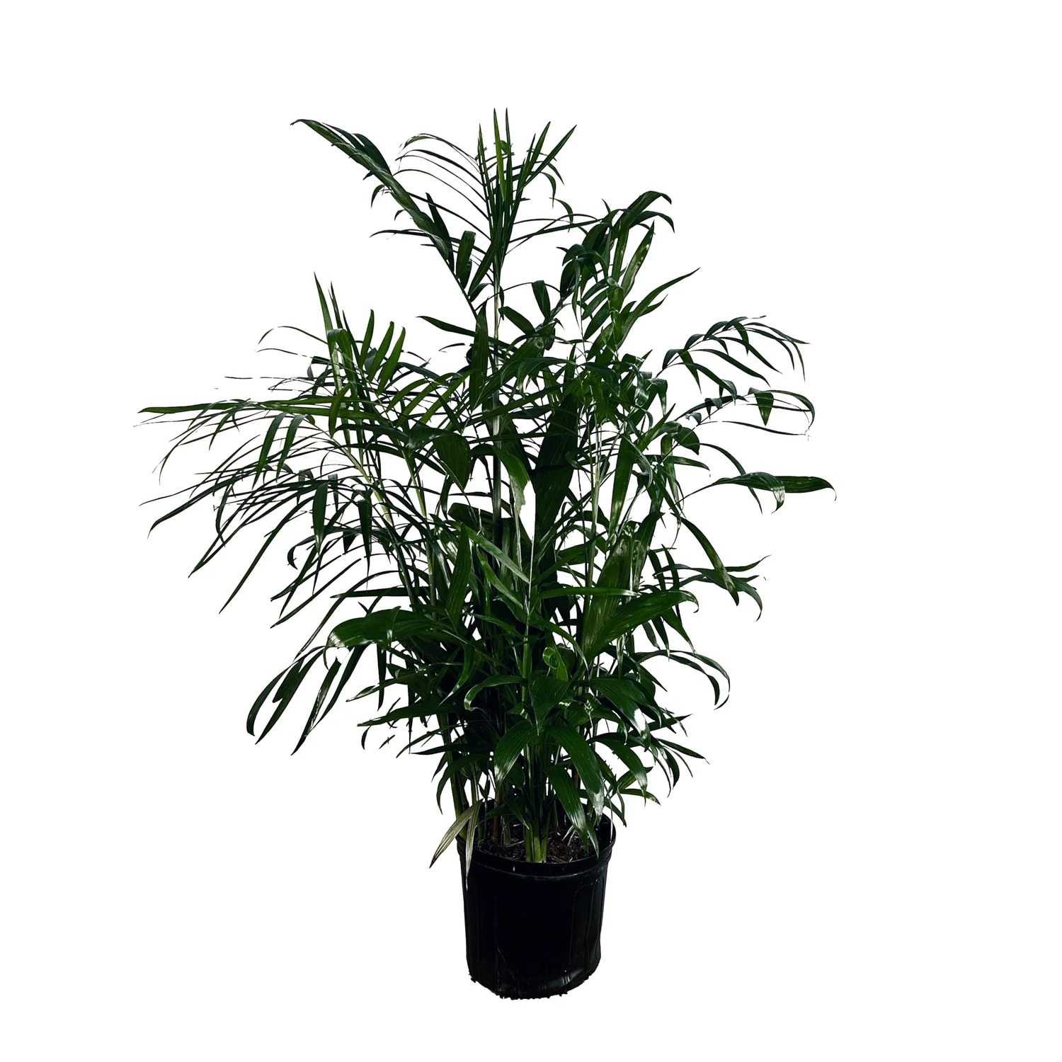 Bamboo Palm Plants, Bulbs & Seeds at Lowes.com