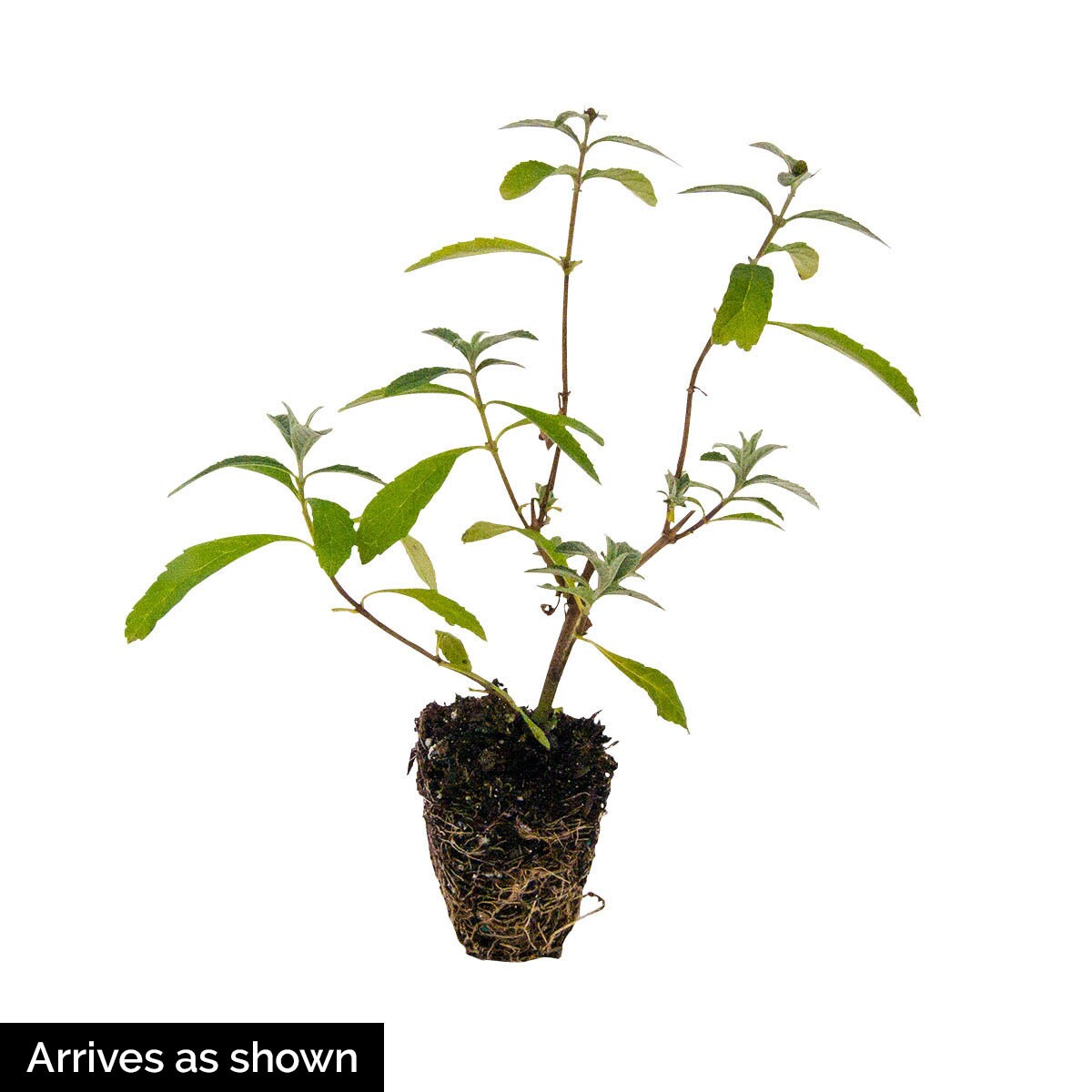Spring Hill Nurseries 60096 shrubs - View #3