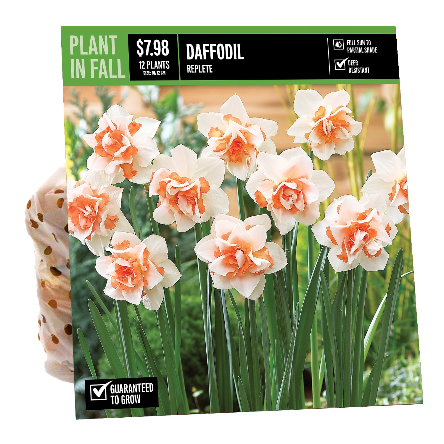 DAFFODIL REPLETE PBS in the Plant Bulbs department at Lowes.com