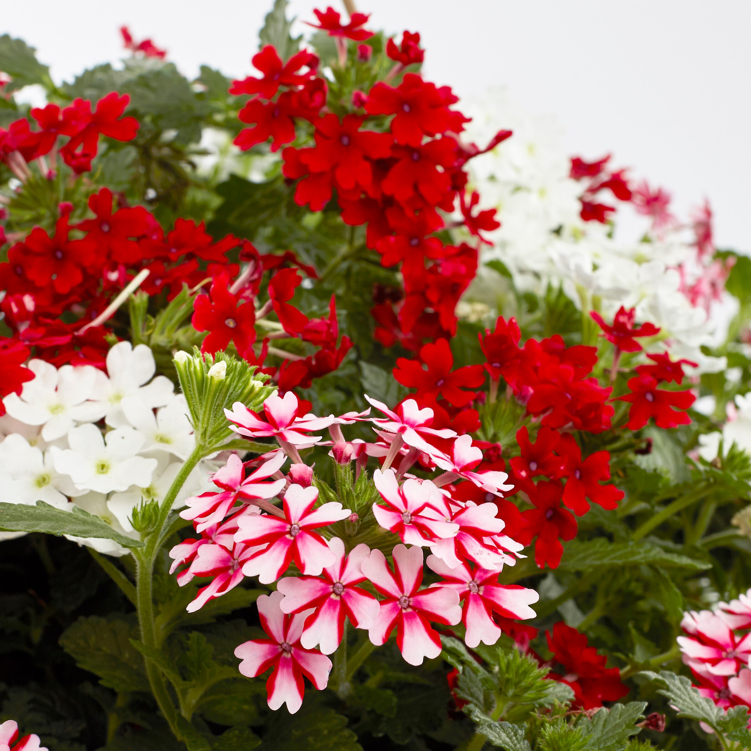 Lowe's 157456 annuals - View #7