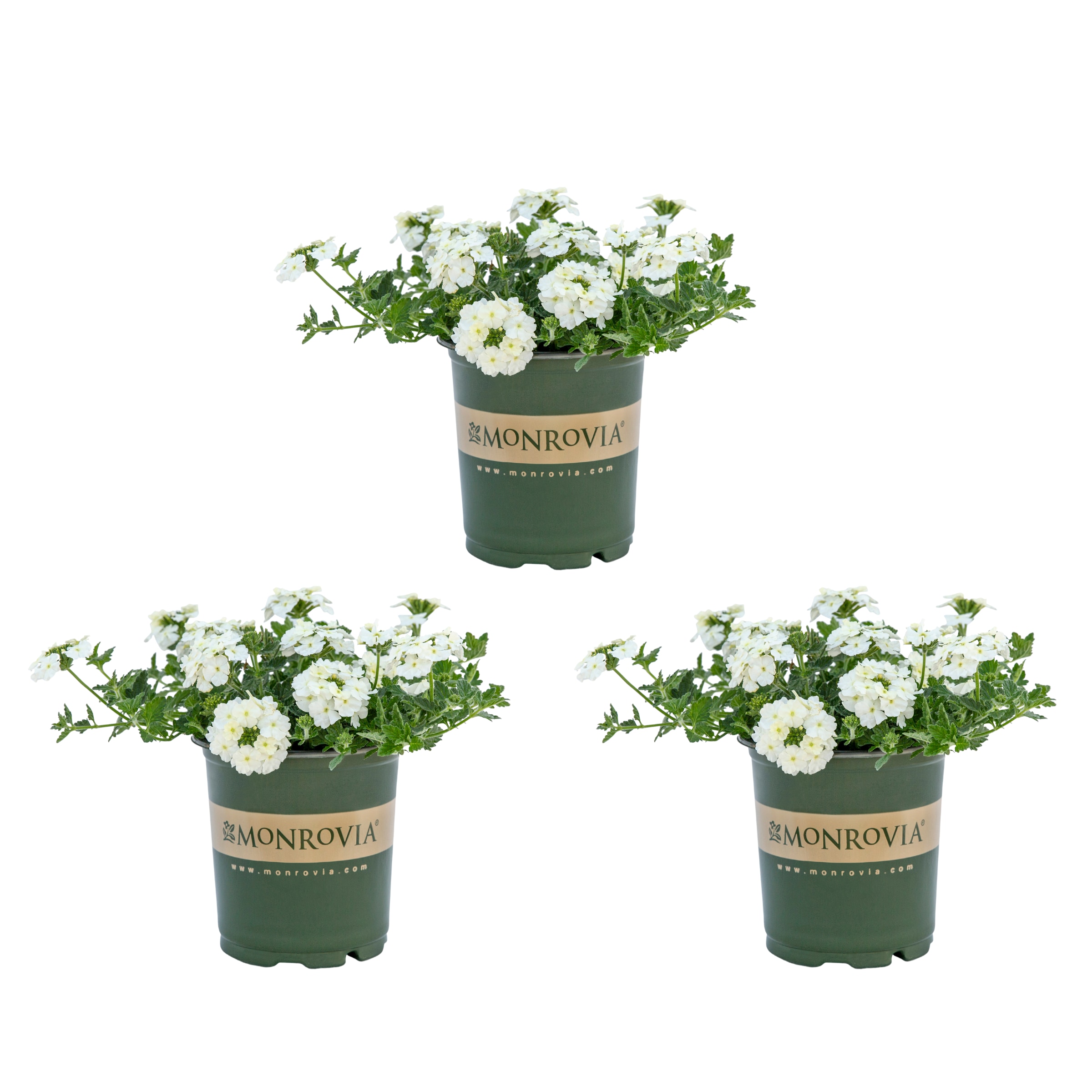 Monrovia 5016 White Verbena in 2 Quart(s) Pot 3 -Pack