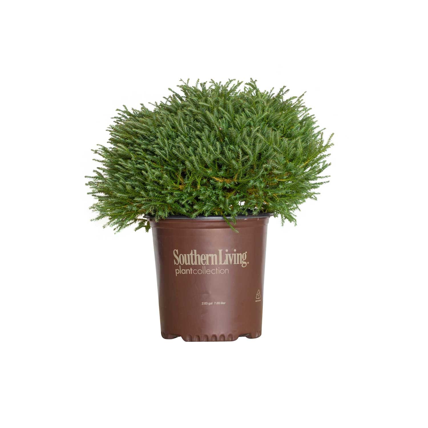 Southern Living Plant Collection 5538Q-1 Pancake Arborvitae Accent Shrub in 2.5 -Quart Pot 1 -Pack