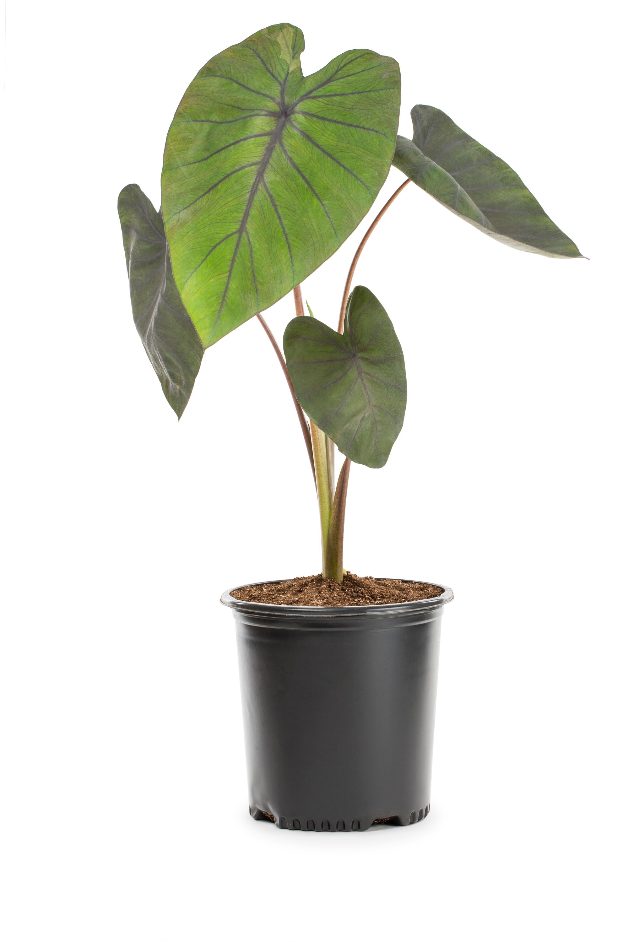 Lowe's 5189257 Upright Elephant Ears Feature Shrub in 1.72 -Gallon Pot 1 -Pack with Yellow Blooms