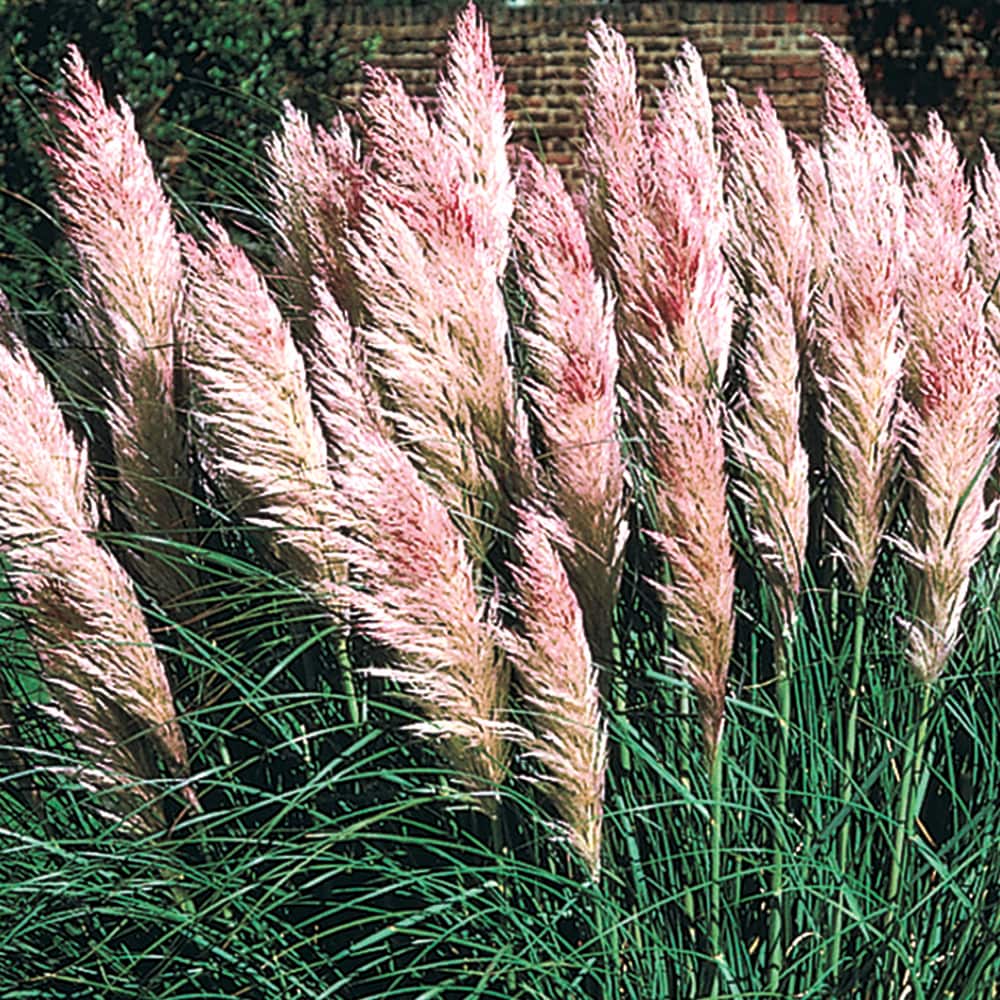 Gardens Alive! Pink Pampas Grass Live Perennial Plant - Fast Growing  Upright Ornamental Grass - Full Sun - 3-in Pot (1-Pack) in the Ornamental  Grasses department at