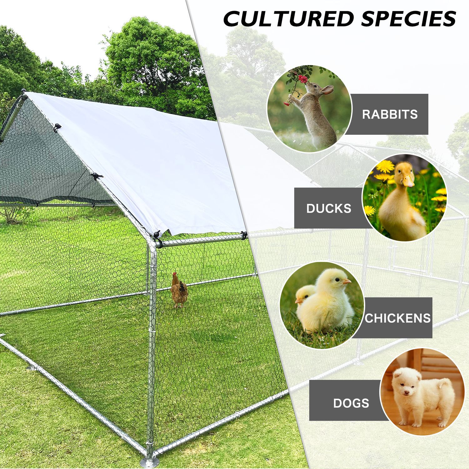 Kahomvis QCL-QPW8-002 Chicken-Coops-Rabbit-Hutches - View #2
