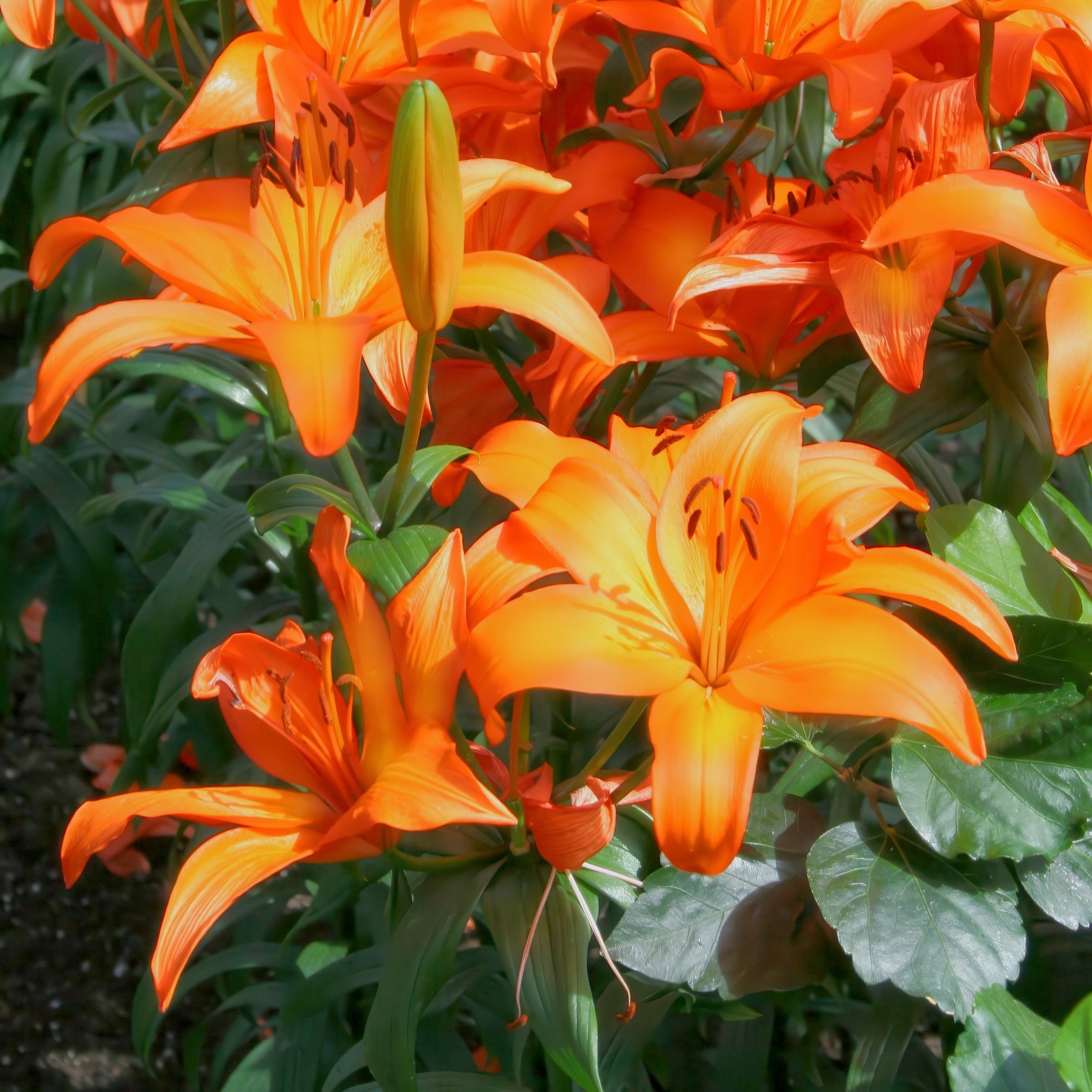 National Plant Network LW2603 perennials - View #5