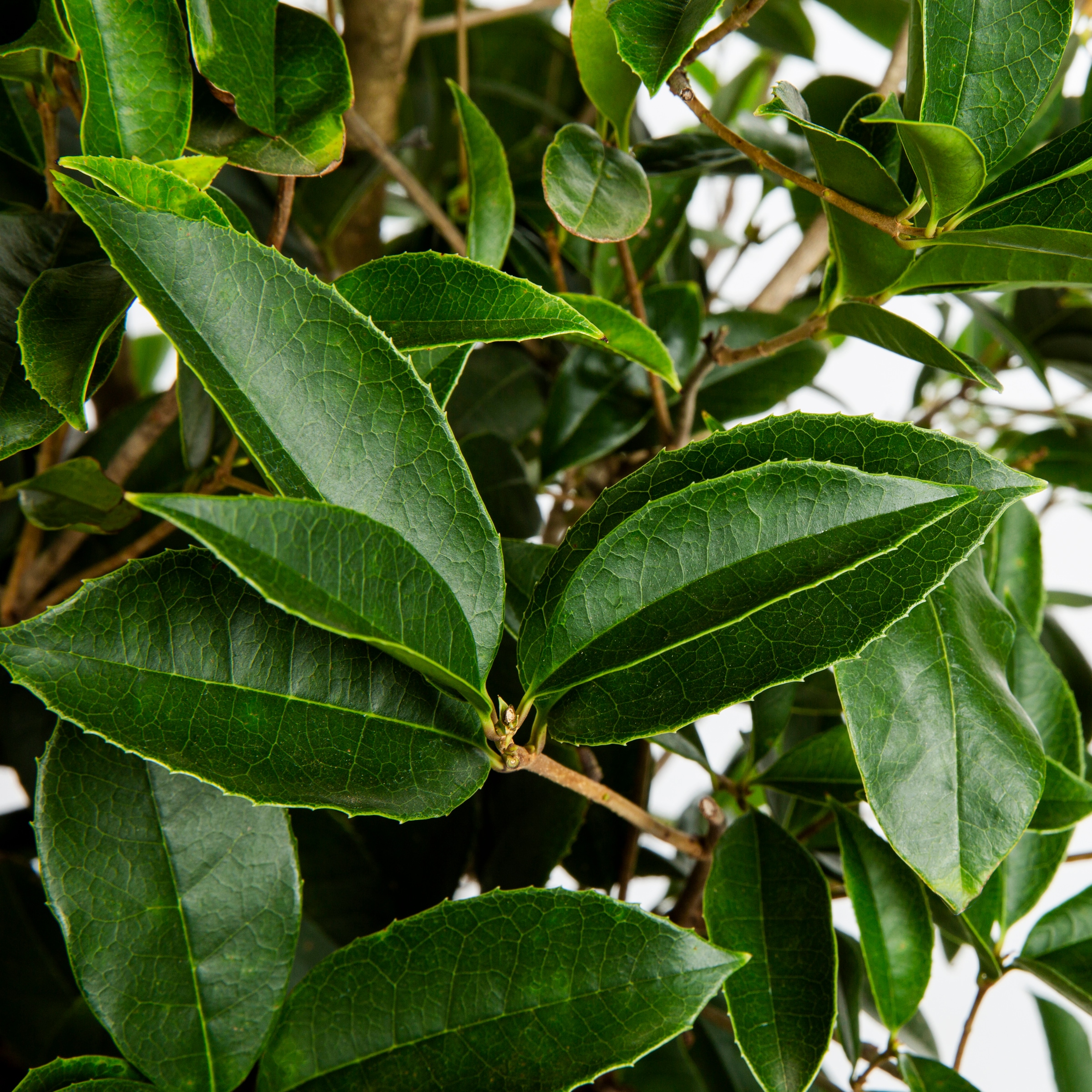 Monrovia 063151 shrubs - View #2