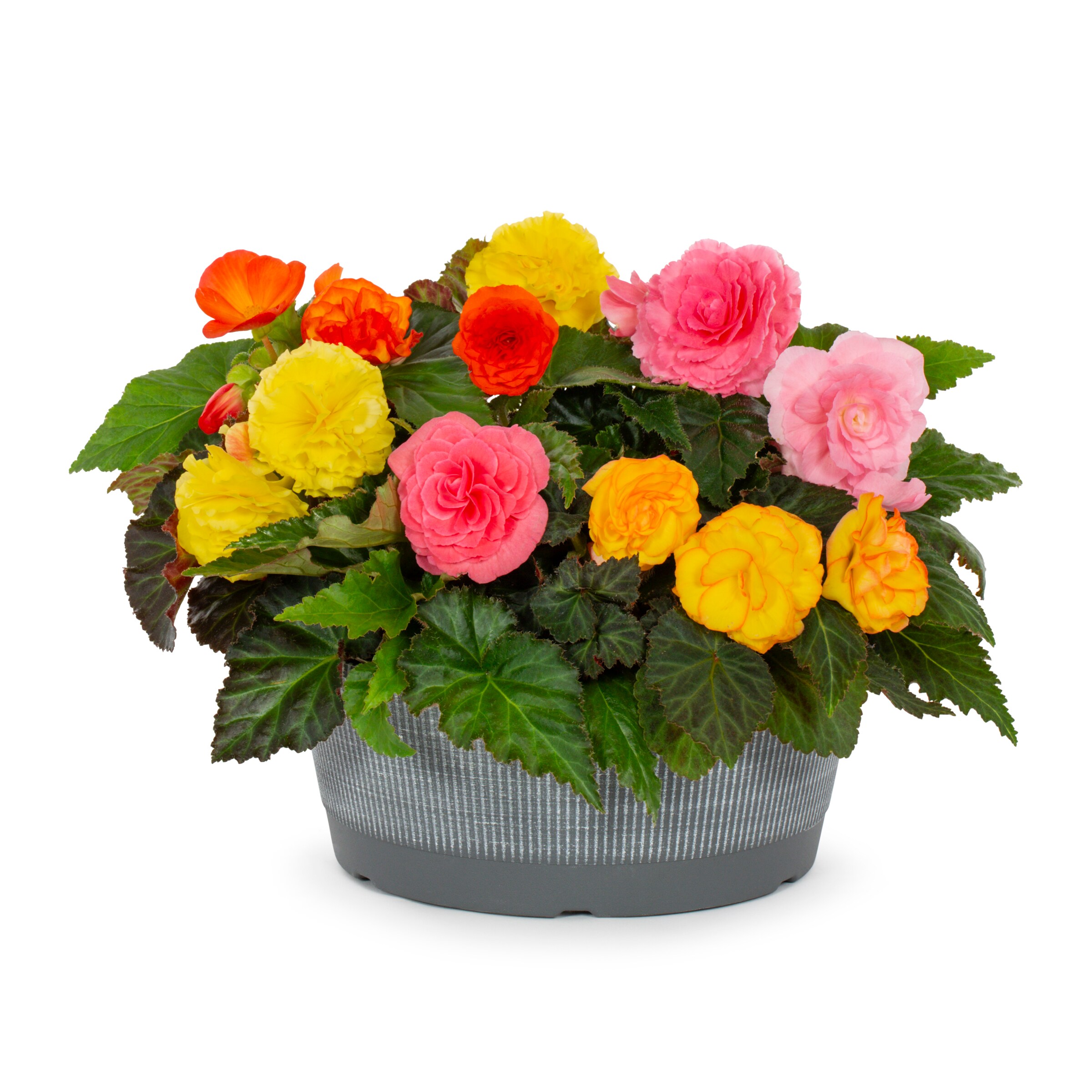 Metrolina Greenhouses 5052 Multicolor Begonia in 1 Gallon(s) Planter 1 -Pack