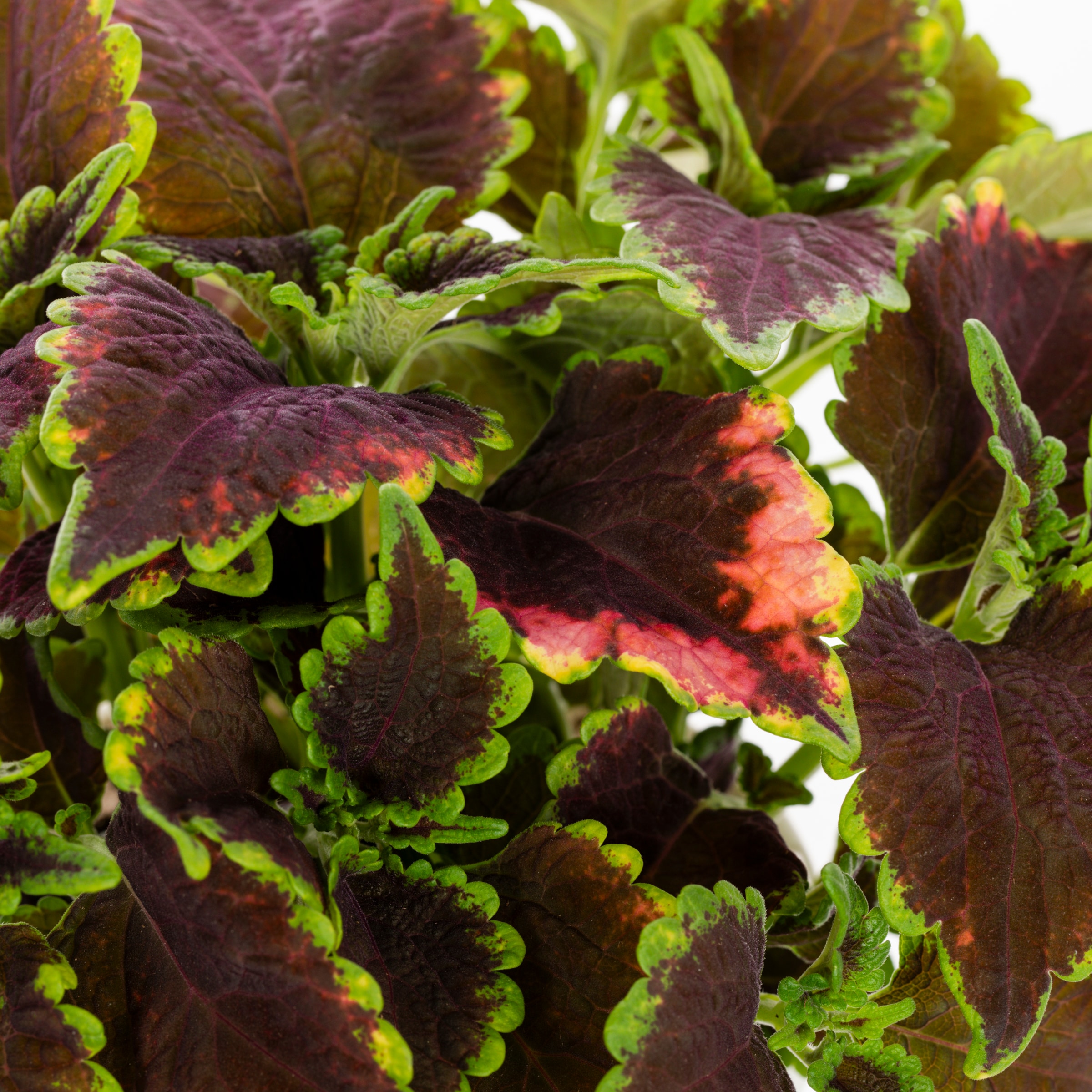 Lowe's NURSERY annuals - View #2