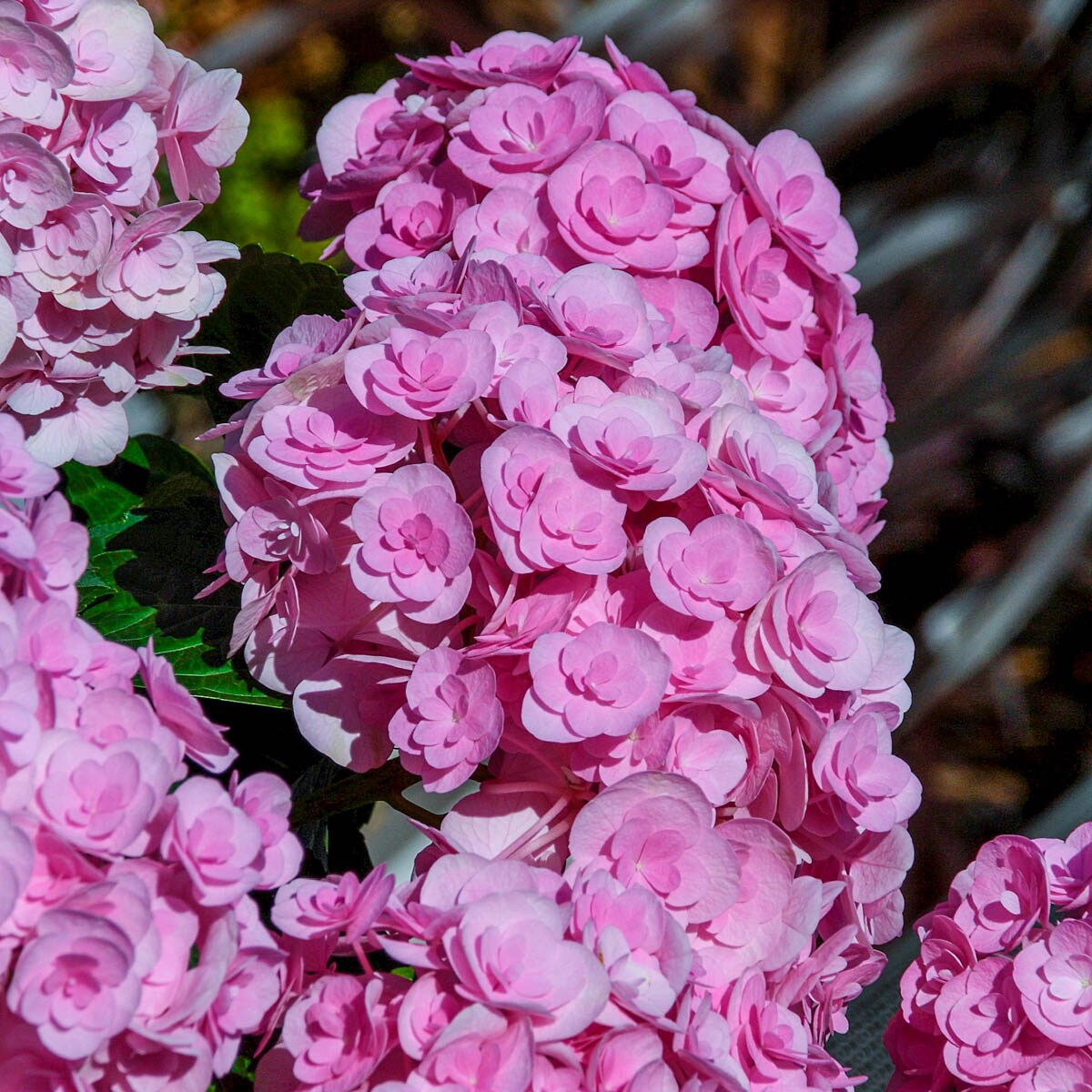 Spring Hill Nurseries 72439 shrubs - View #4