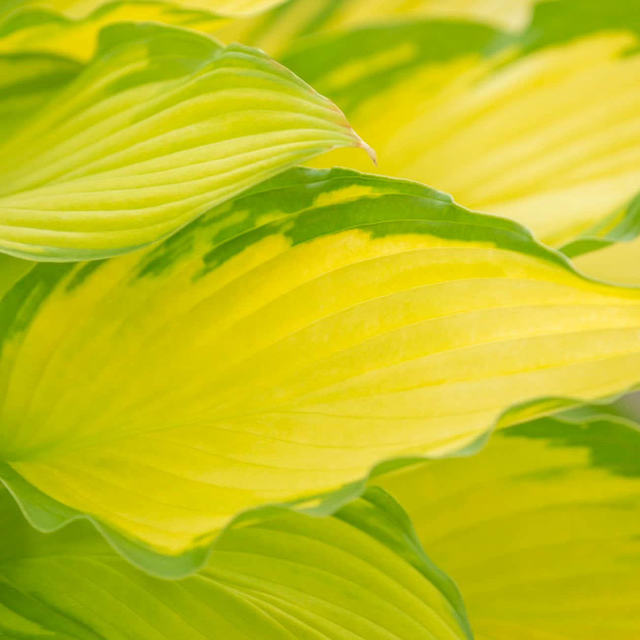 Van Zyverden 83790 Plant-Bulbs - View #3