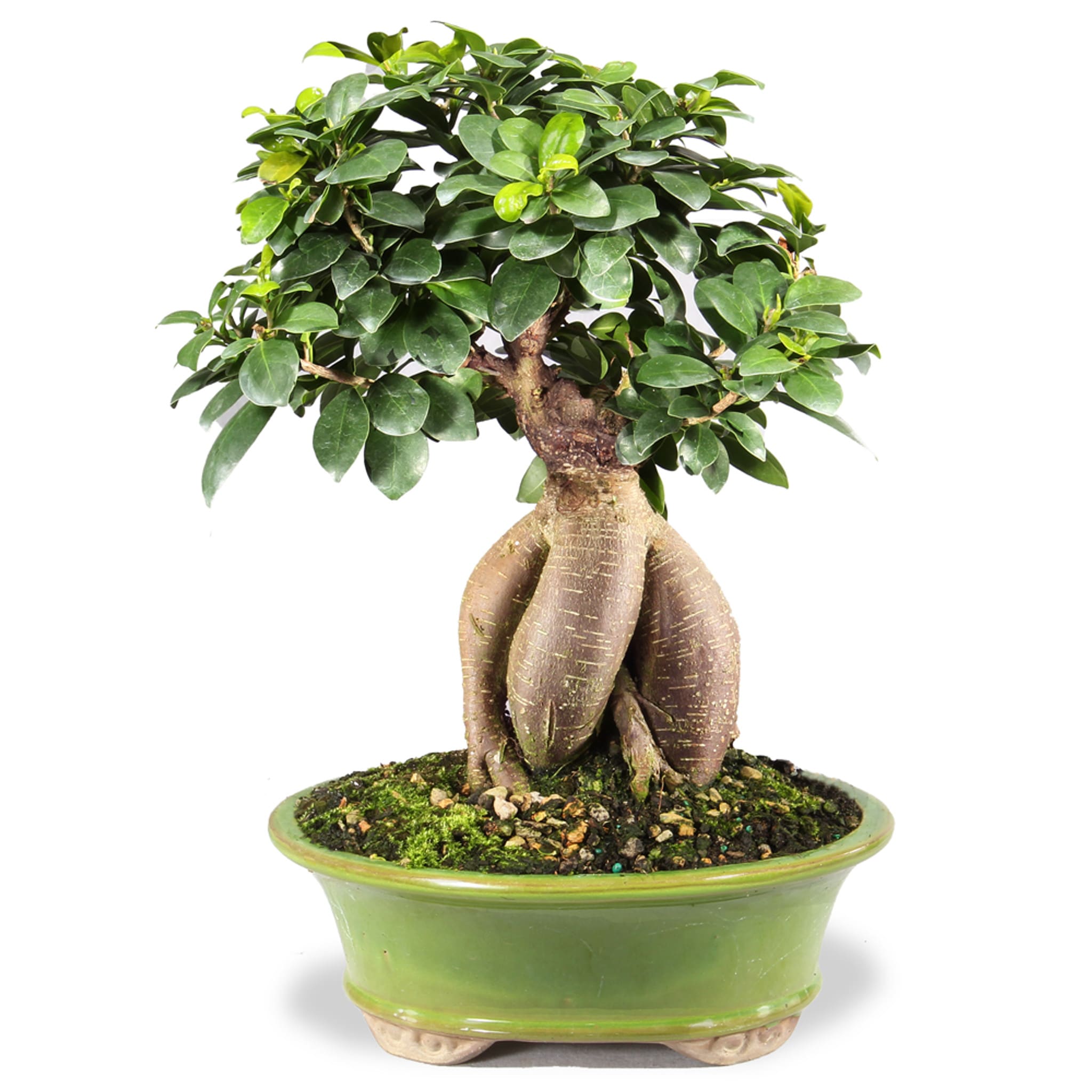 Brussel's Bonsai CT7021GMF 1 Count Feature Gensing Ficus In pot (with soil)