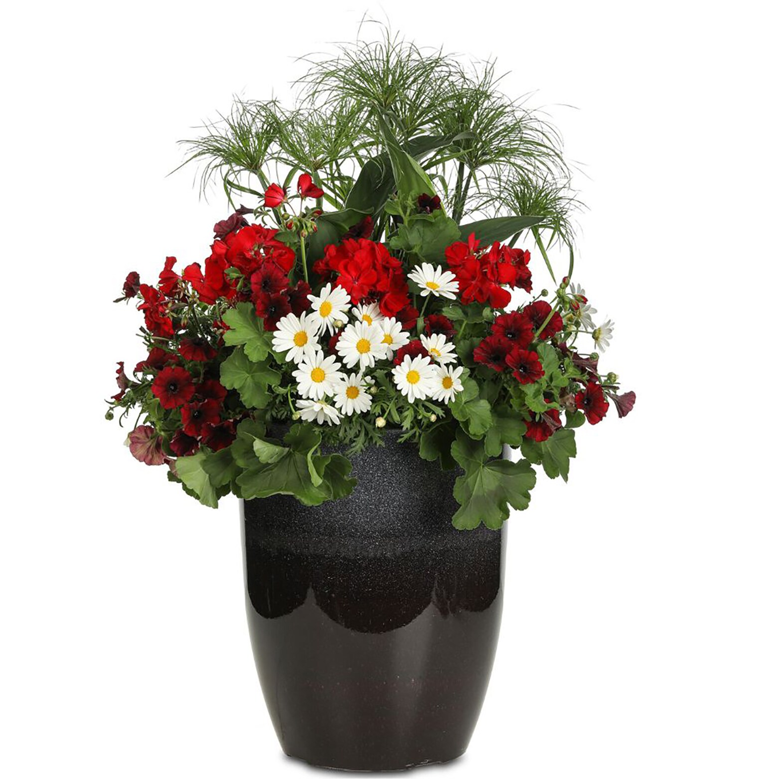 Proven Winners ARGPRW1097504 annuals - View #3